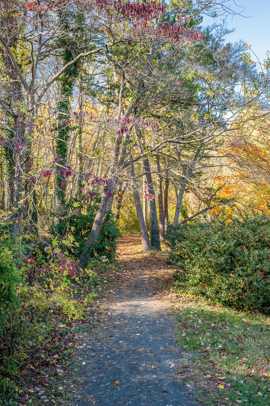 Dappled sunlight illuminates a leafy forest path surrounded by autumn trees.
