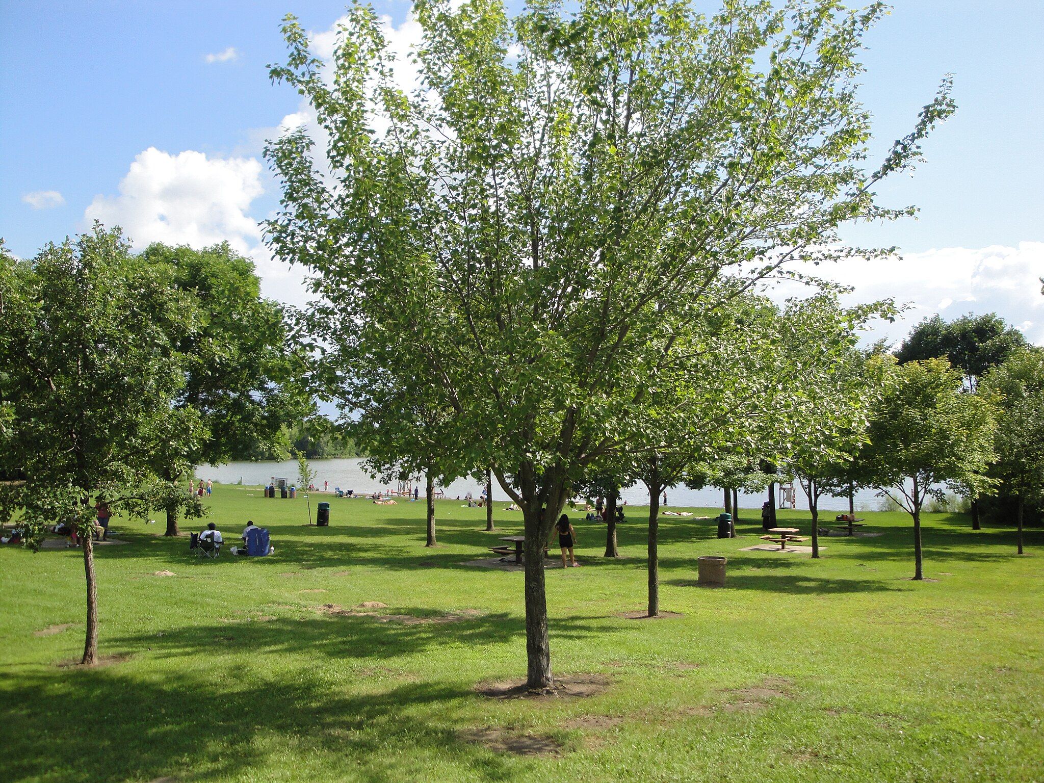 Grassy park with scattered trees, people relaxing by a distant lake, sunny. - Rice Creek West Regional Trail