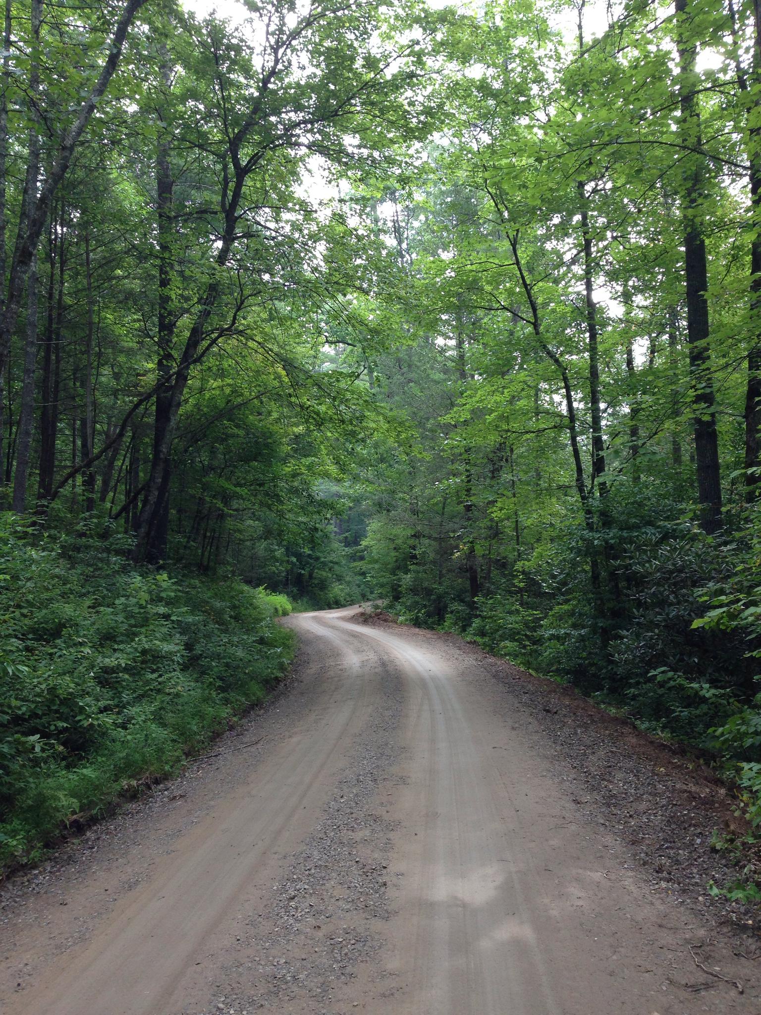A winding dirt road leads through a dense, green forest on an overcast day.