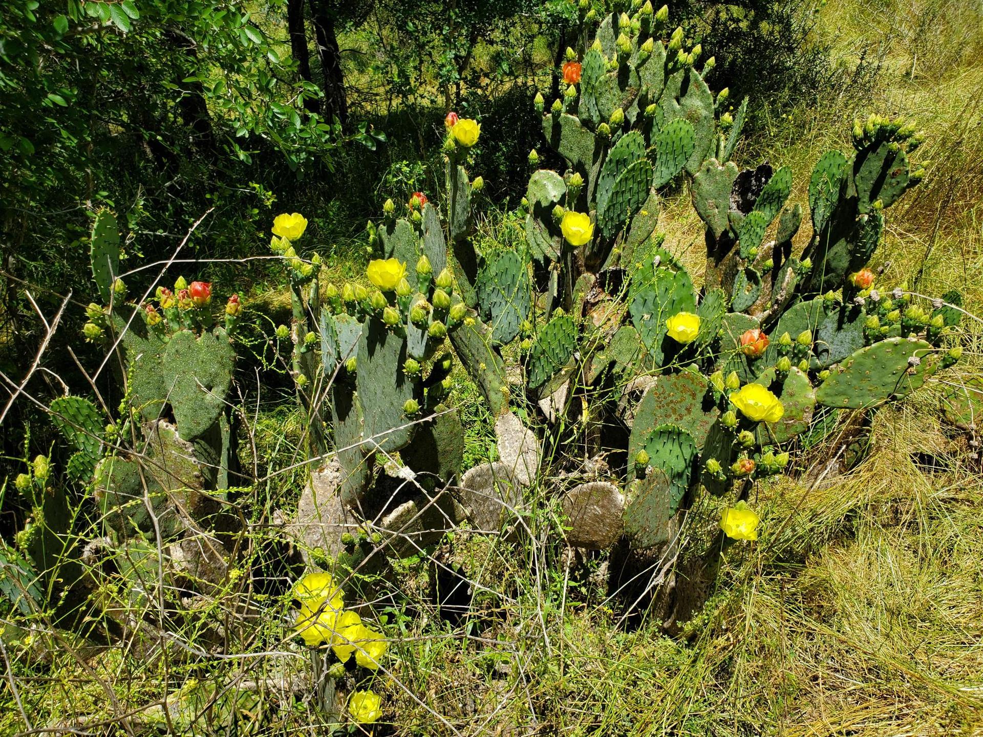 Vibrant prickly pear cacti with yellow and orange blooms in a sunny, grassy landscape.