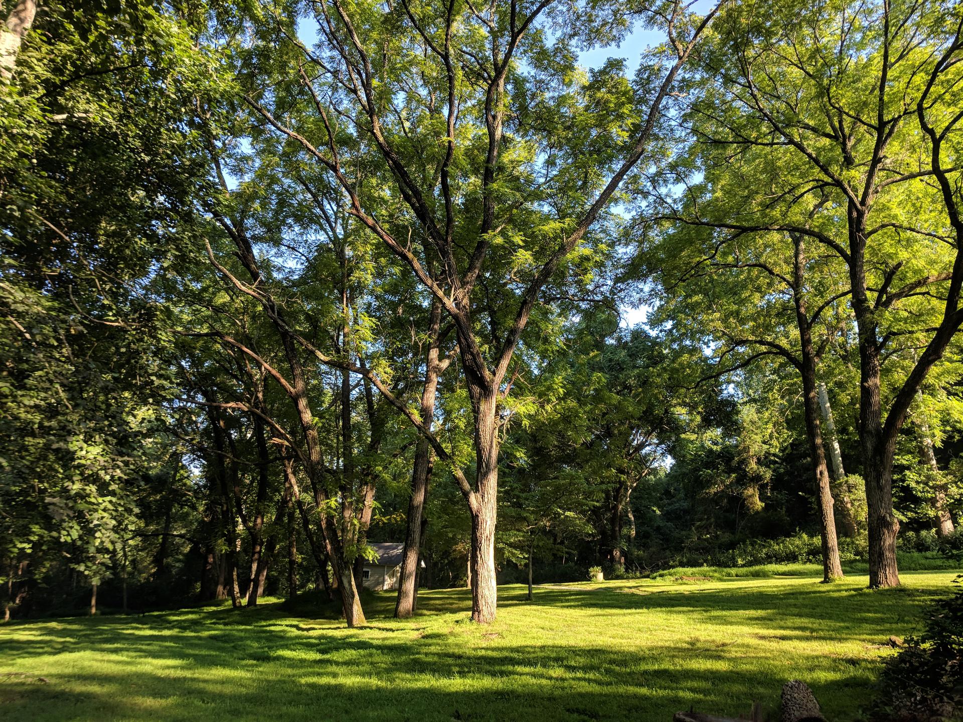 A sunny, open grassy field surrounded by large, leafy green trees.