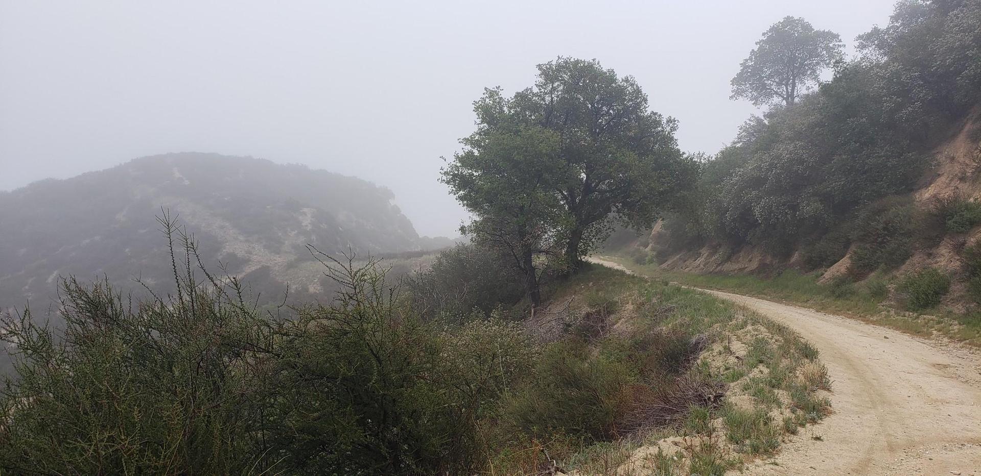 Dirt road winding through foggy, tree-covered hills on an overcast day.