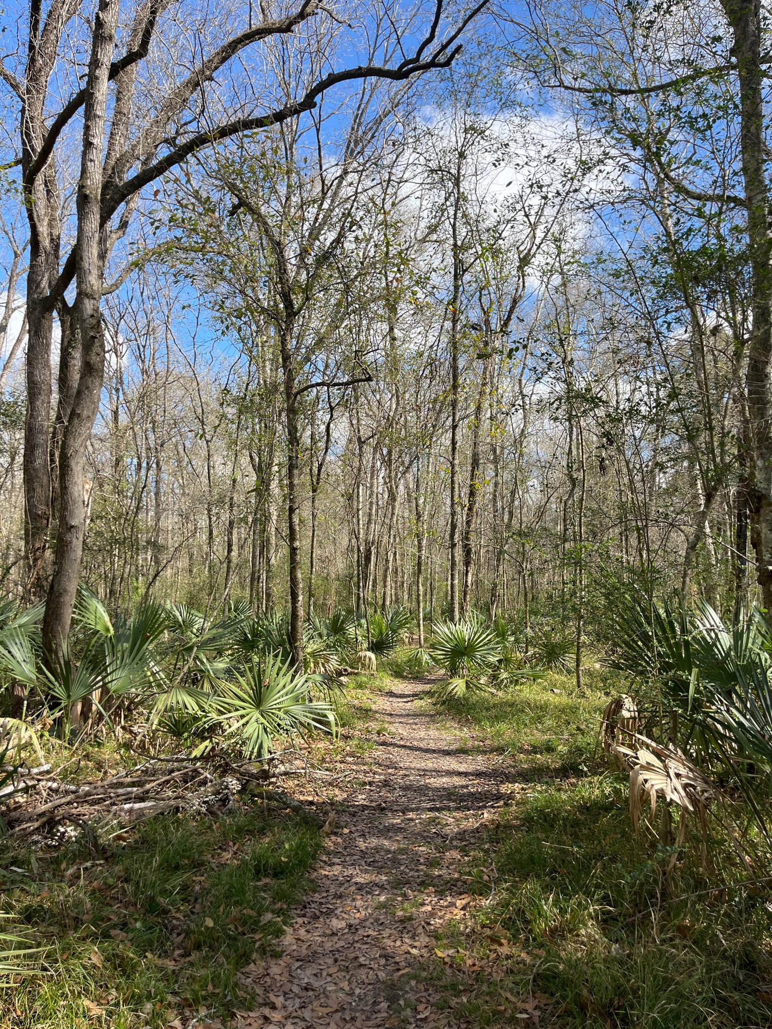 Sunny dirt path winding through a forest with palmettos and tall trees.