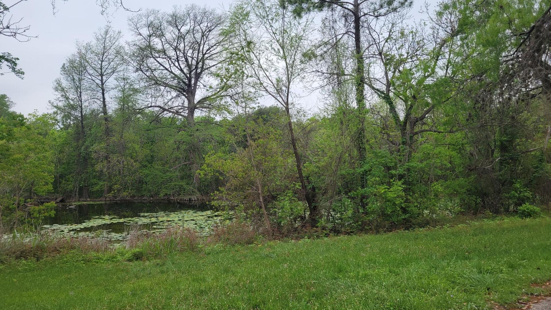 Overcast view of a pond with lily pads surrounded by dense green trees.