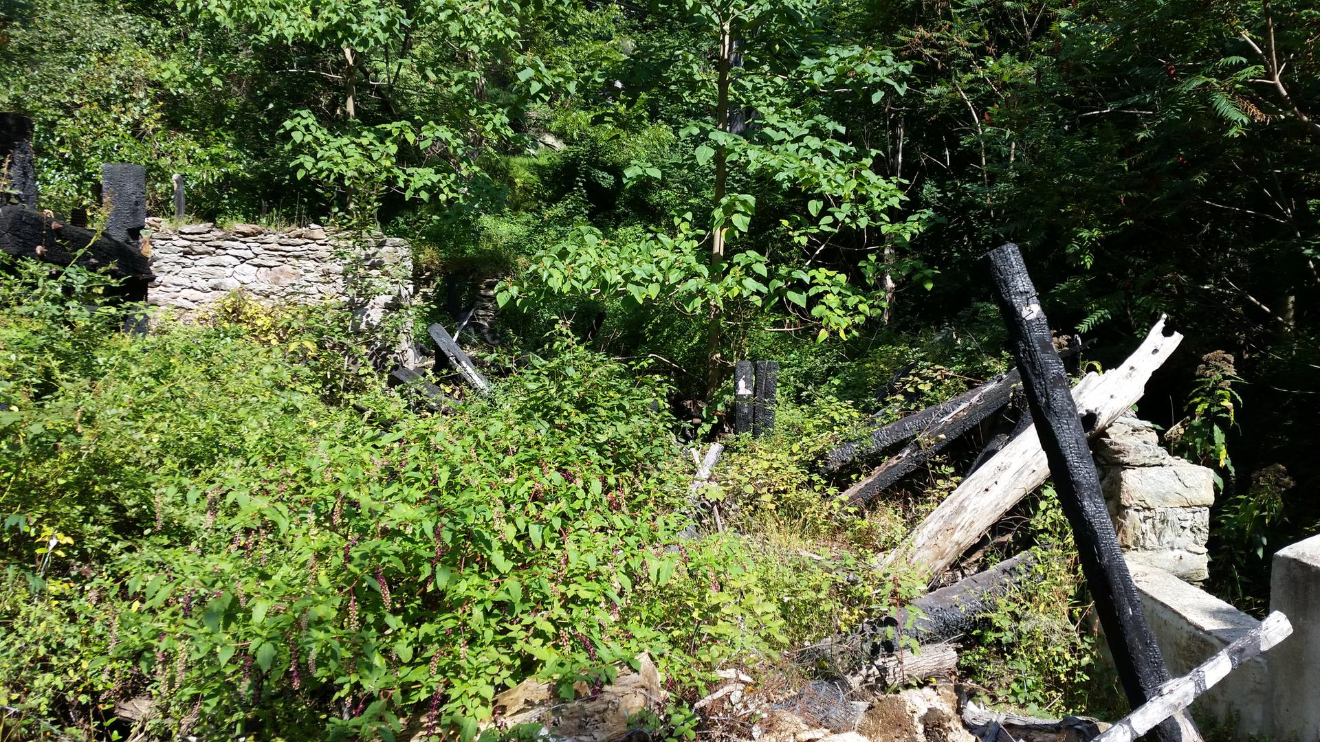 Overgrown ruins with stone walls and charred wood in a dense forest.