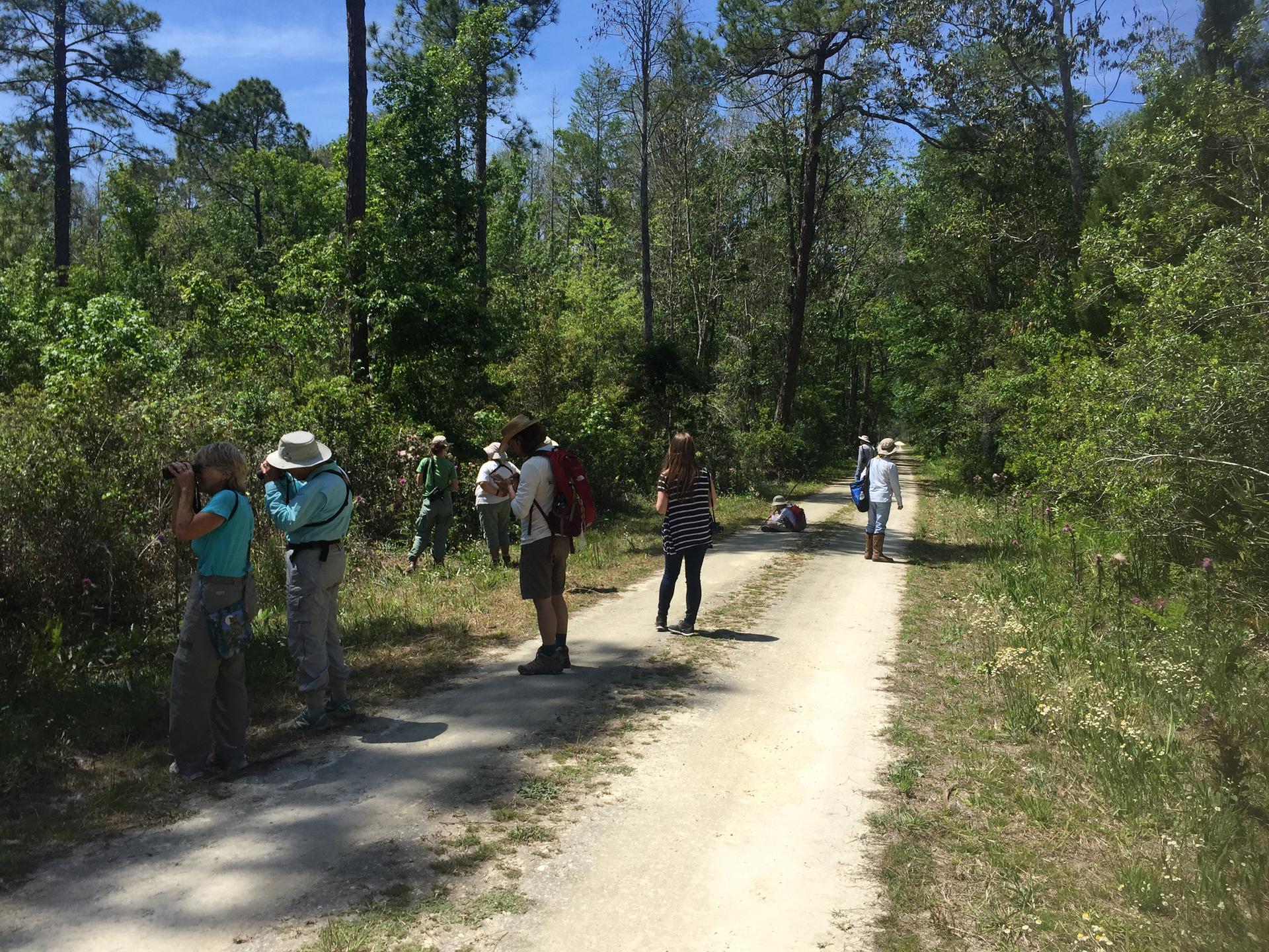 Group of people observing nature on a sunny dirt path through a forest.