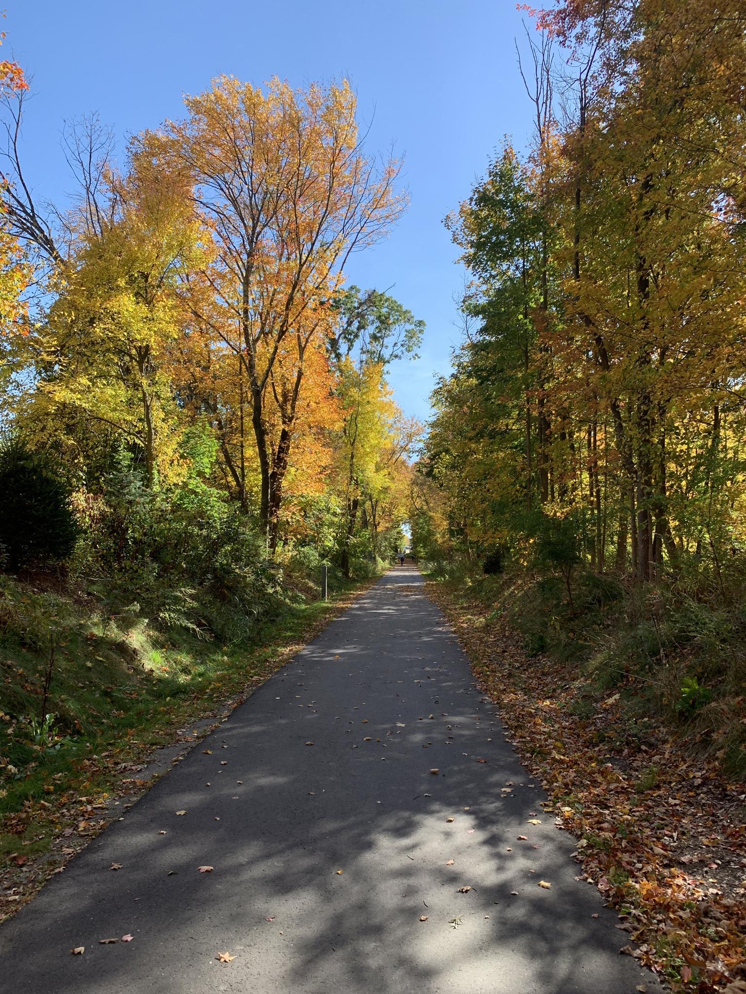 Paved path through a vibrant autumn forest under a clear sky.