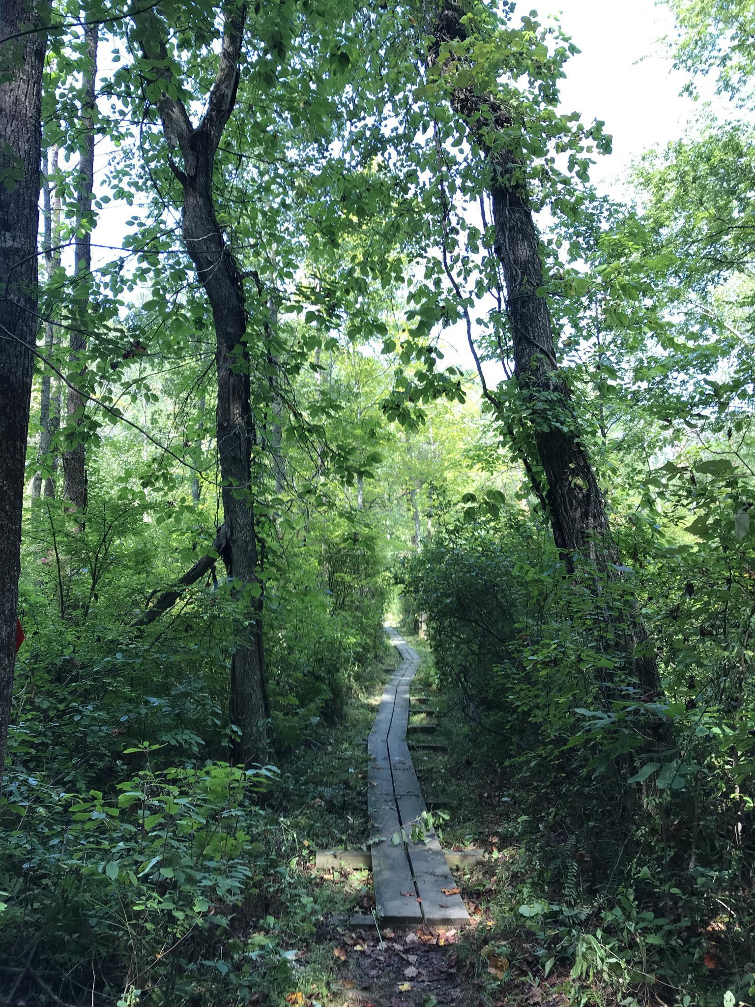 A narrow wooden boardwalk path winds through a sunlit, dense green forest.