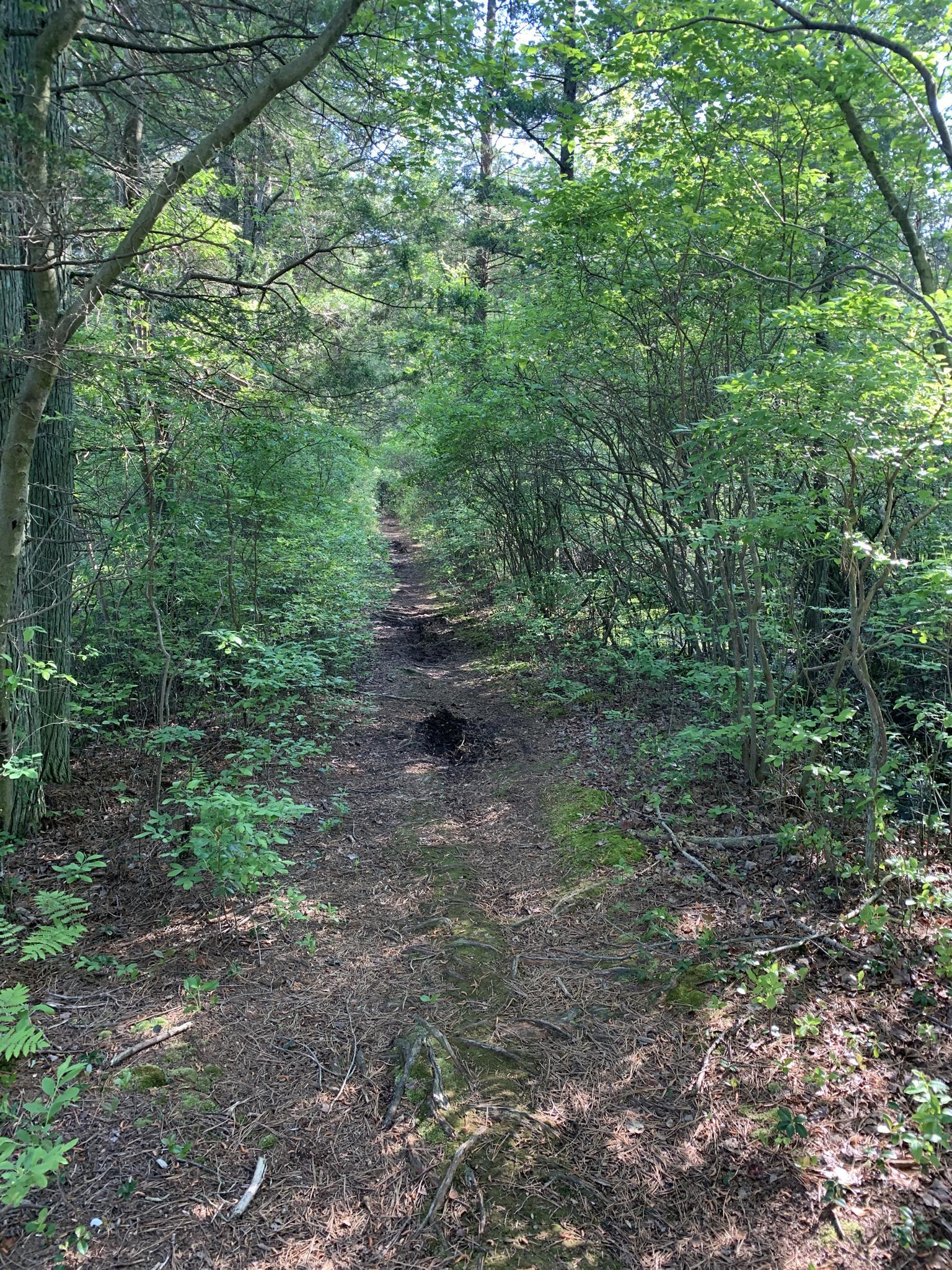 Sunny dirt path winding through a dense green forest.
