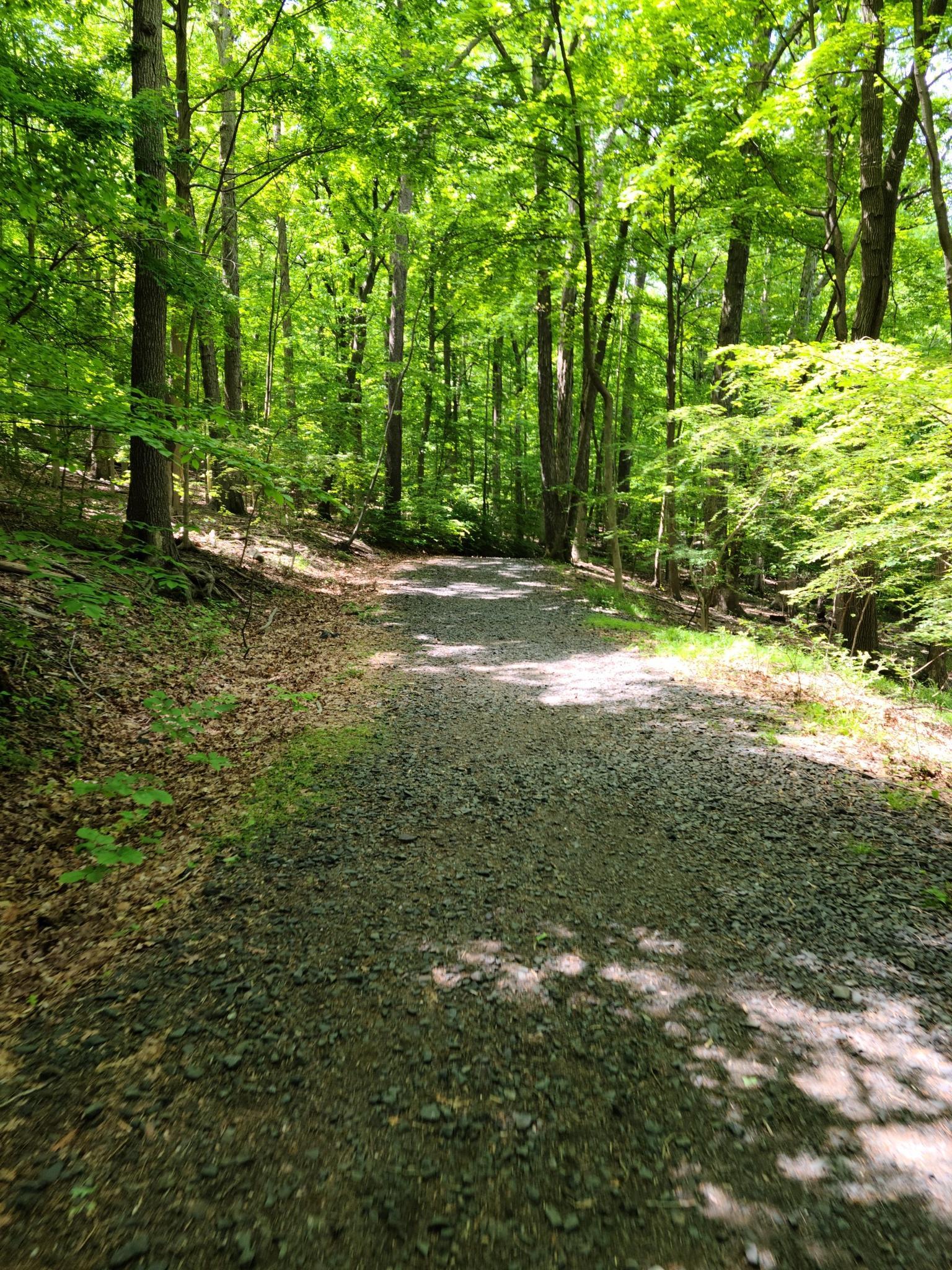 Shaded gravel path winds through a dense, sunlit green forest.