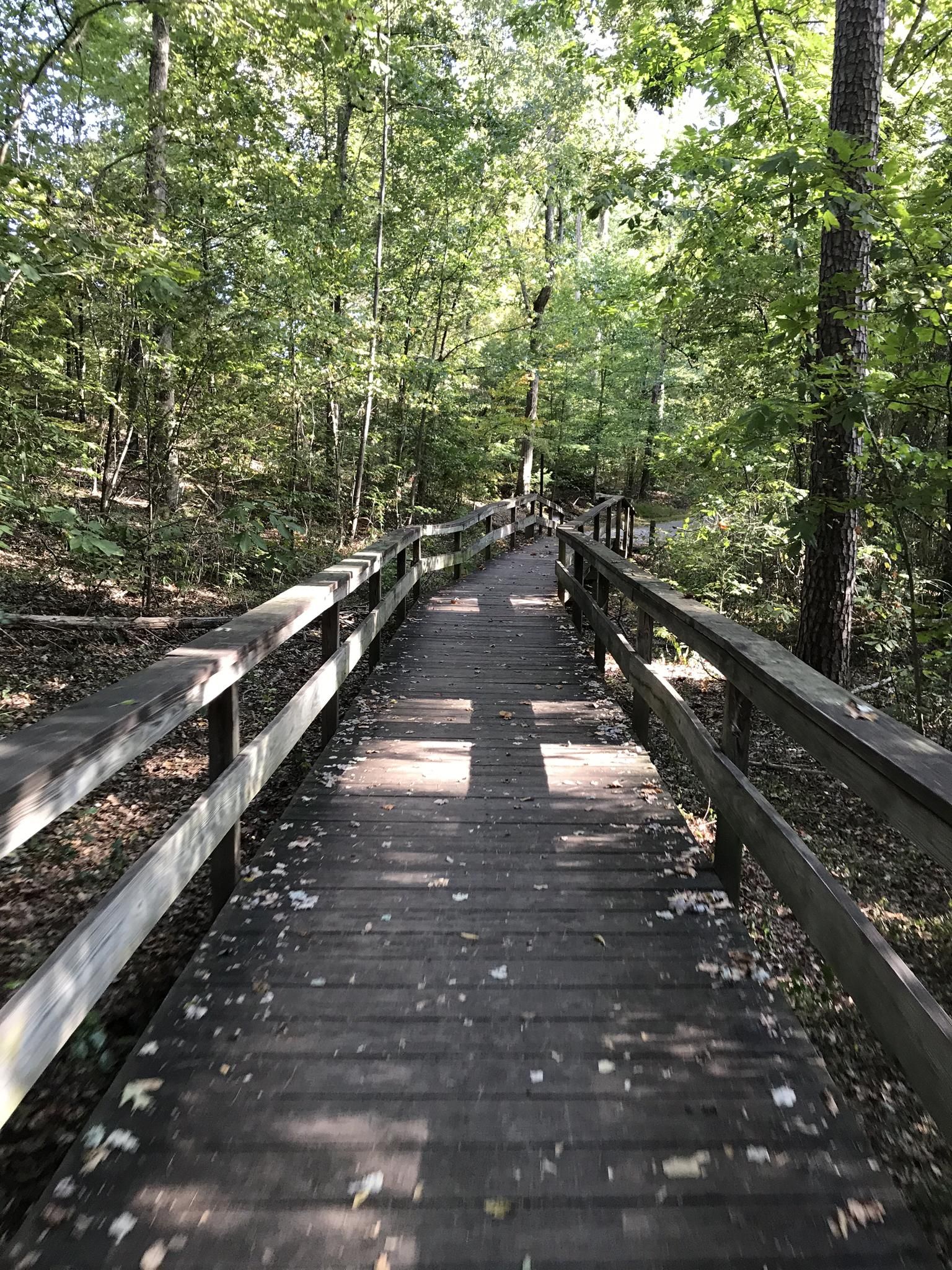 Sunlight dapples a wooden boardwalk winding through a lush green forest. - High Point Lake – Piedmont Parkway underpass loop from High Point