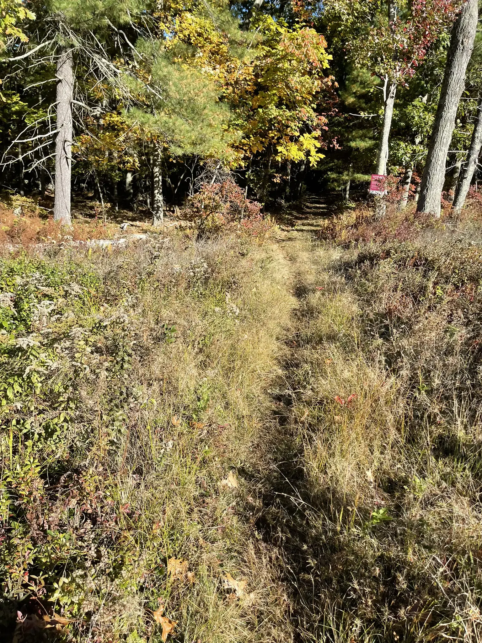 A narrow grassy path leads into a sunlit forest with colorful autumn trees.