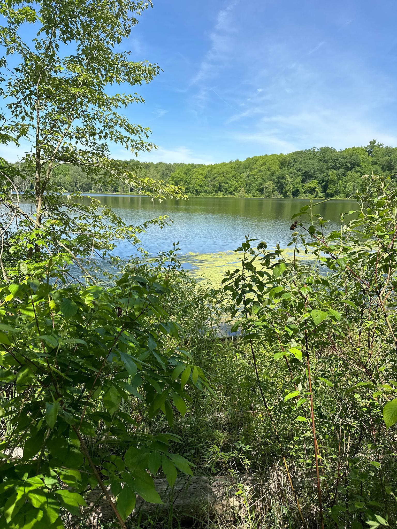 View of a lake with green algae through dense forest on a sunny day.