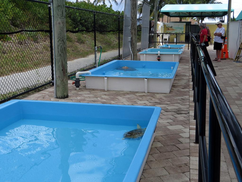Several blue tanks with turtles in an outdoor rehabilitation facility, people observing.