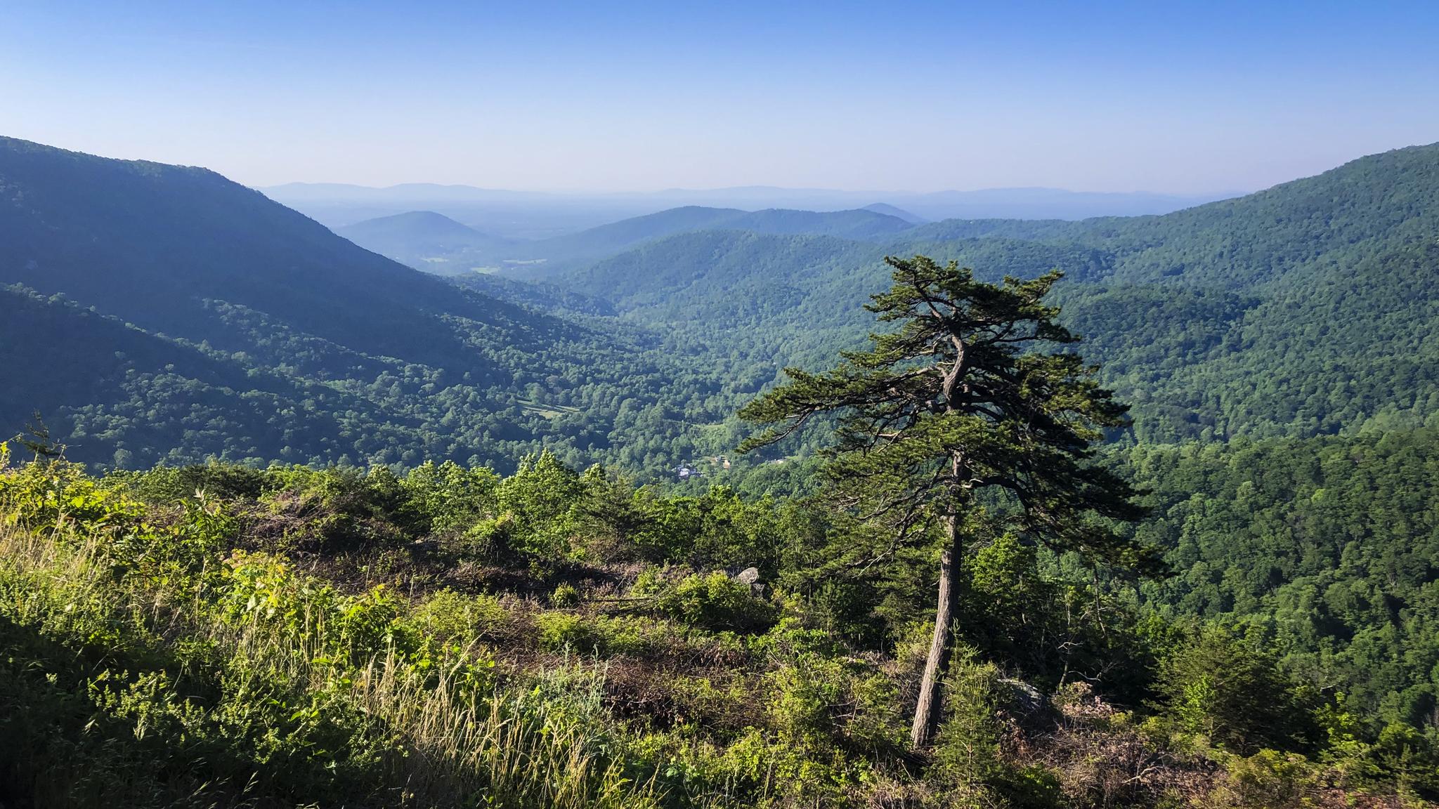 Lone pine tree on a ridge overlooking a vast green valley.