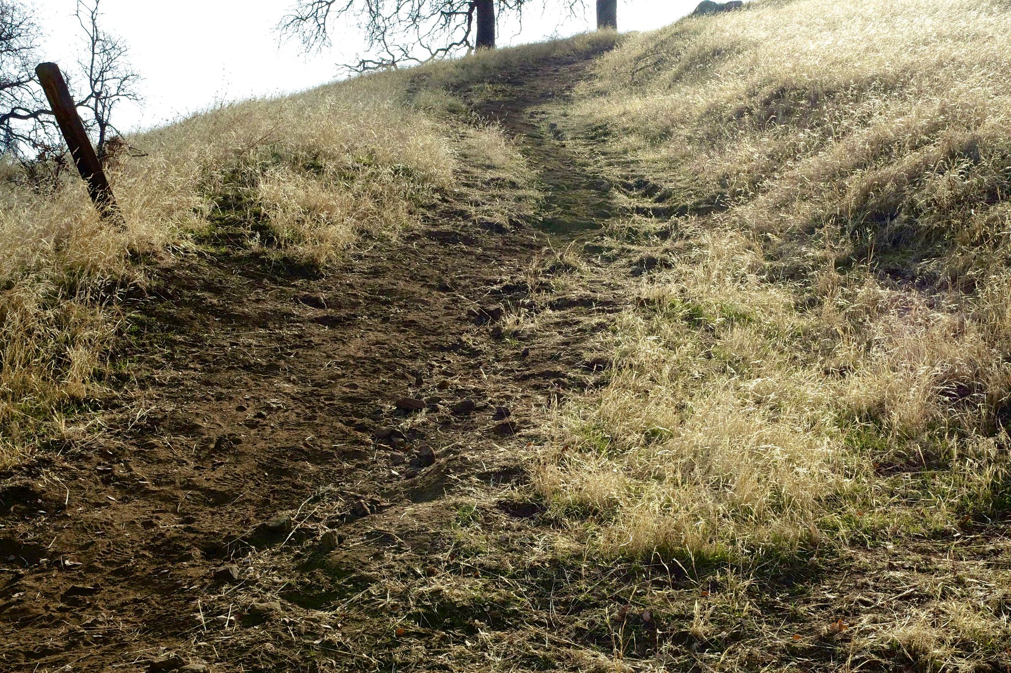 A dirt path ascends a sunny, dry grassy hill with bare trees. - Glen Eden Trail