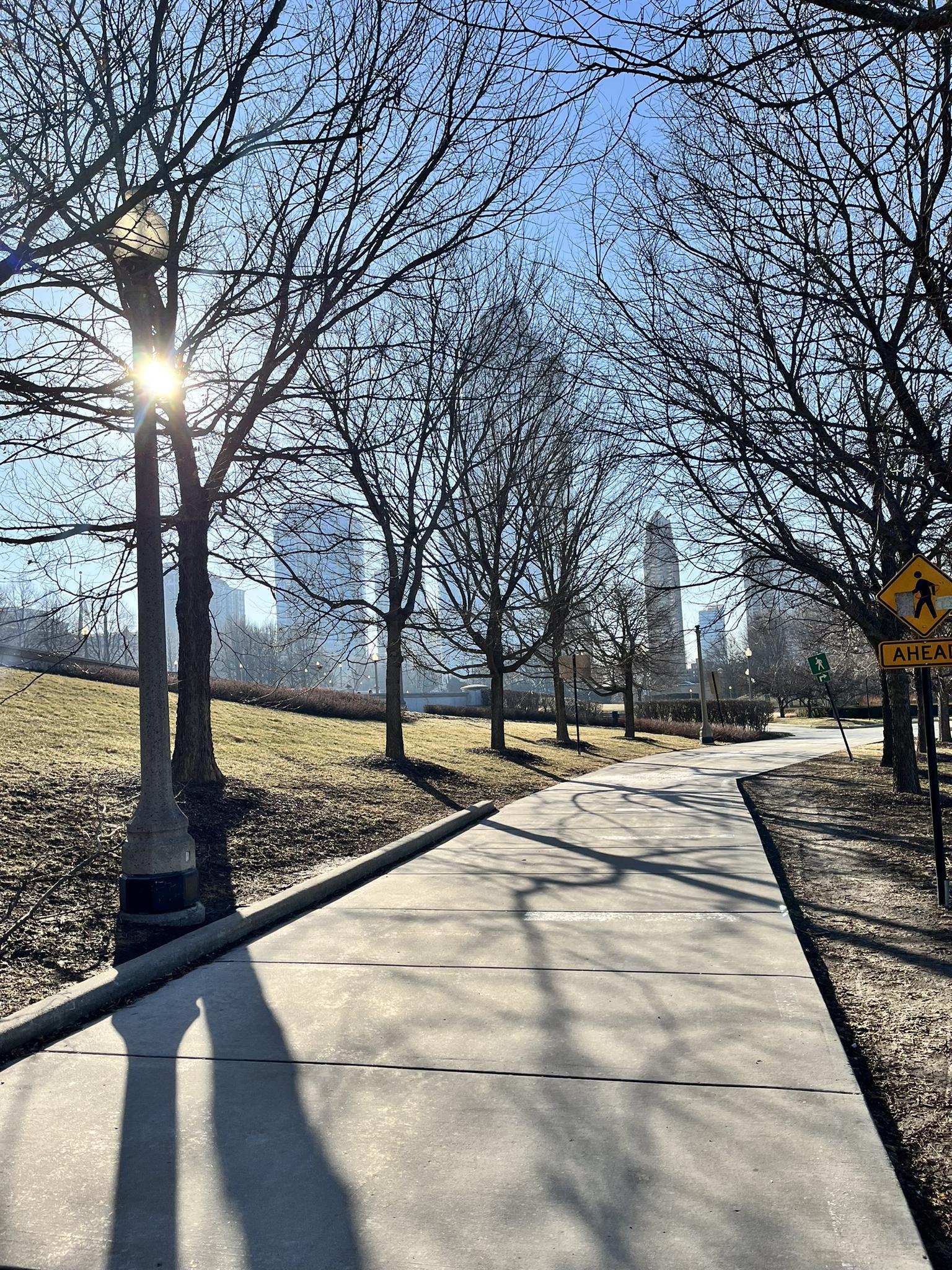 Sunny path lined with bare trees, leading towards a distant city skyline.