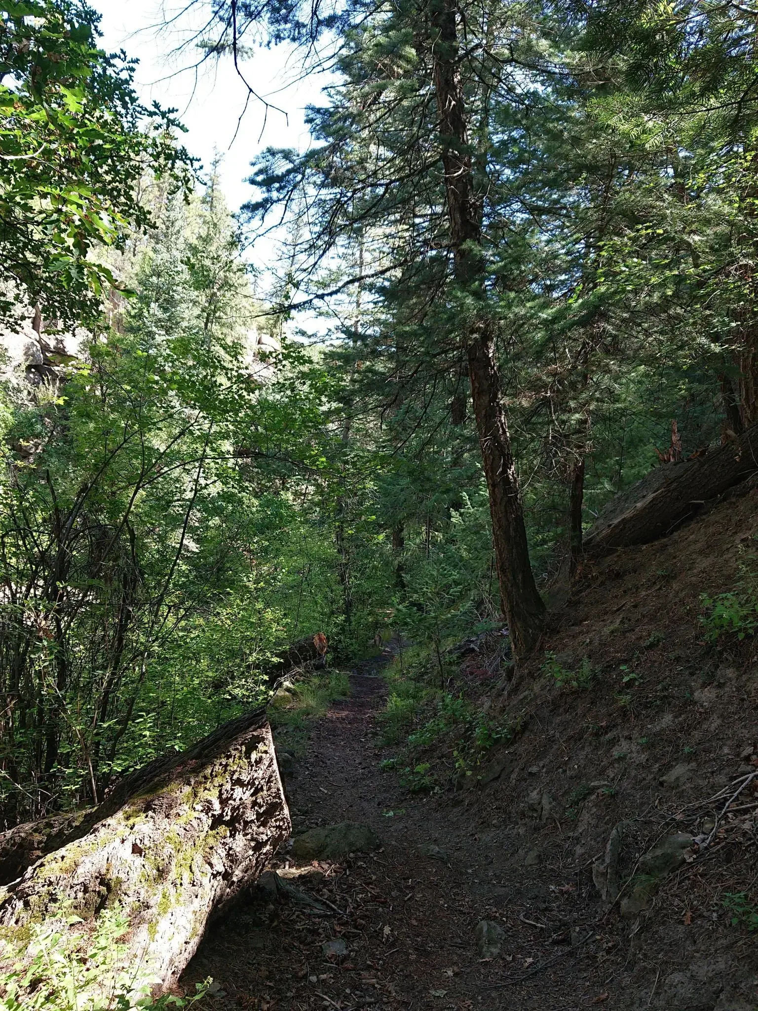 A dirt path winds through a dense, sunlit forest with a fallen log.