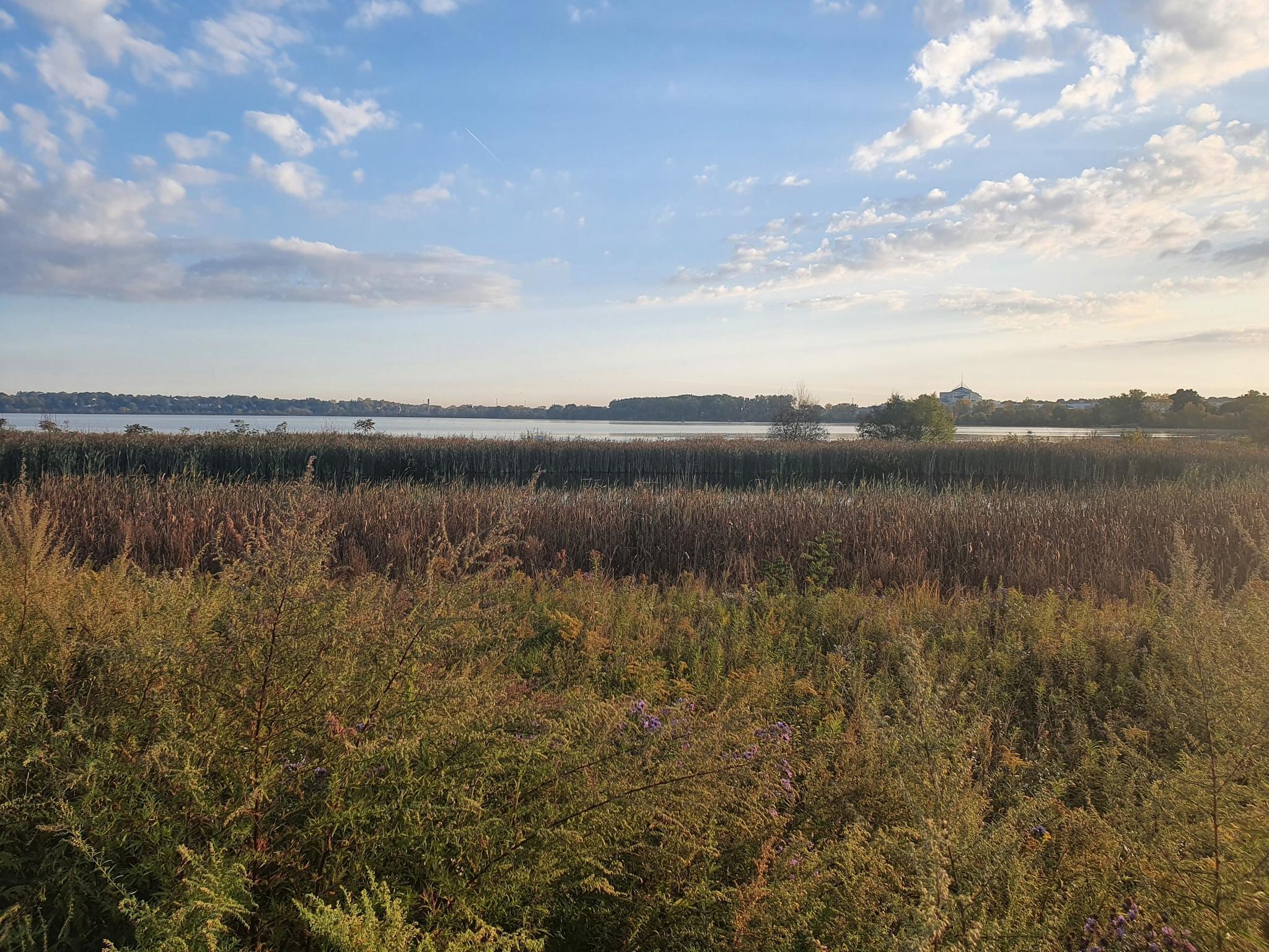 Expansive field of tall grasses and reeds under a bright, cloudy sky.