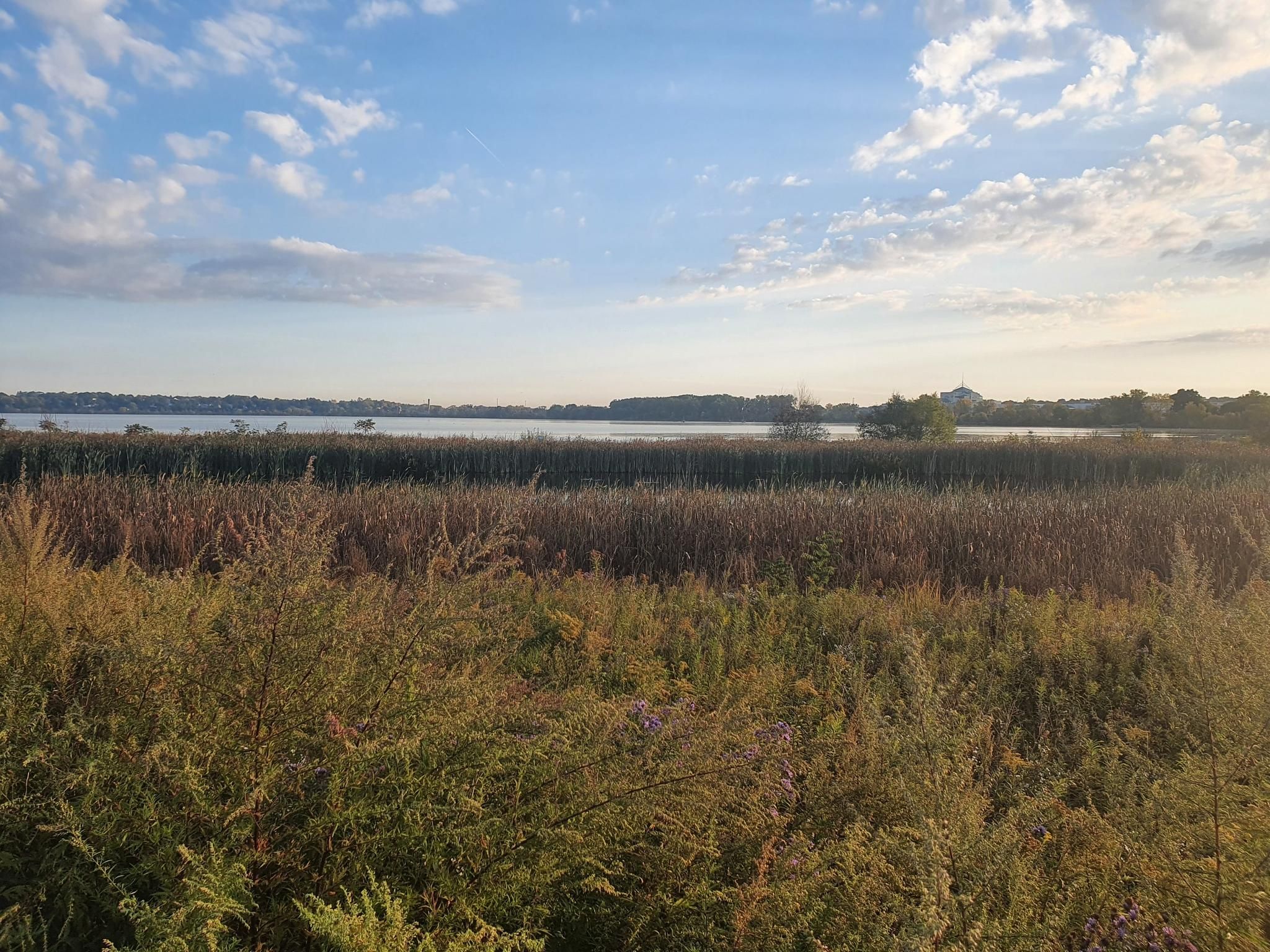 Expansive field of tall grasses and reeds under a bright, cloudy sky. - Onondaga Creekwalk and Loop the Lake Trail