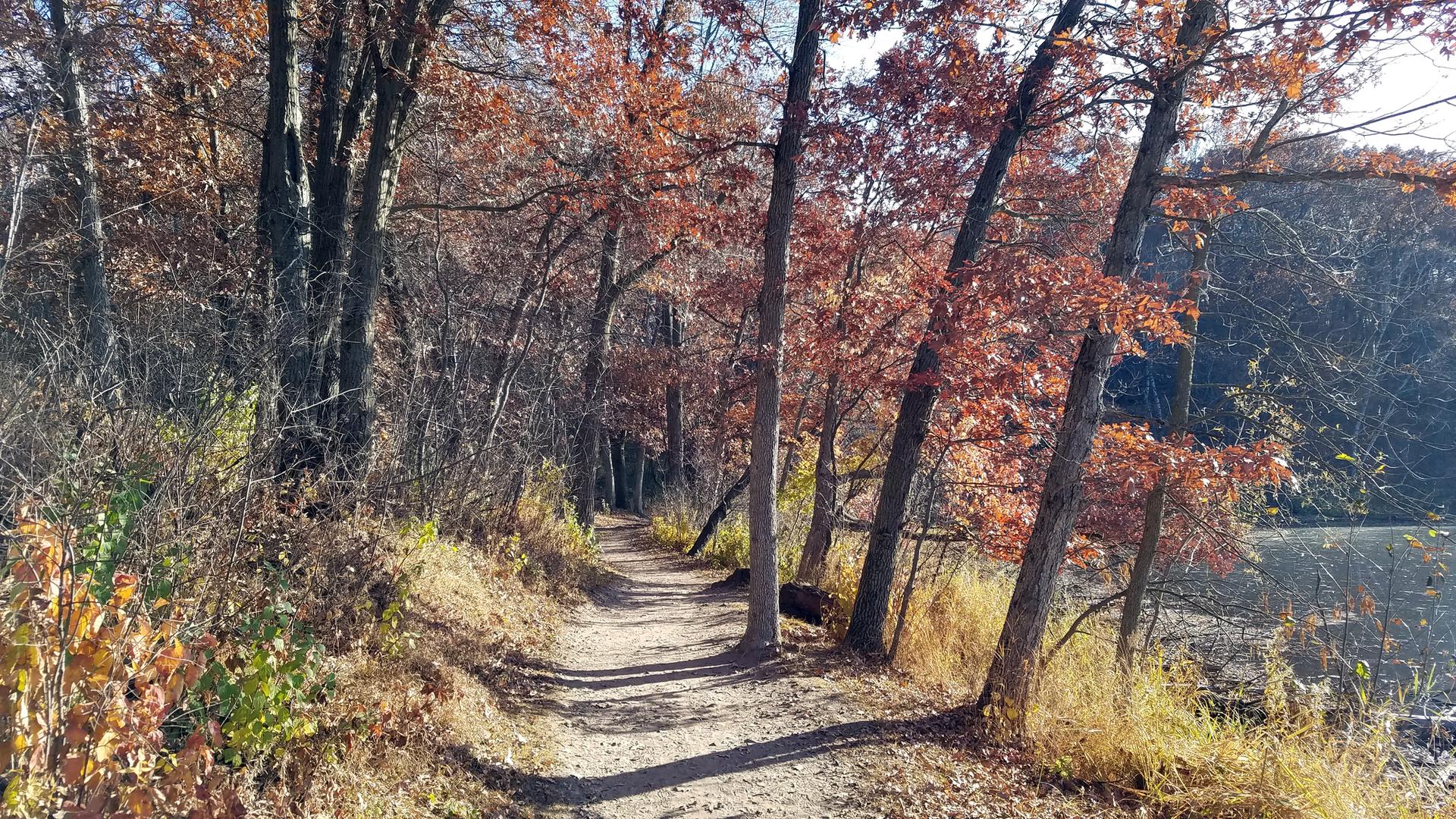 Sunny dirt path winding through a forest with vibrant autumn leaves.