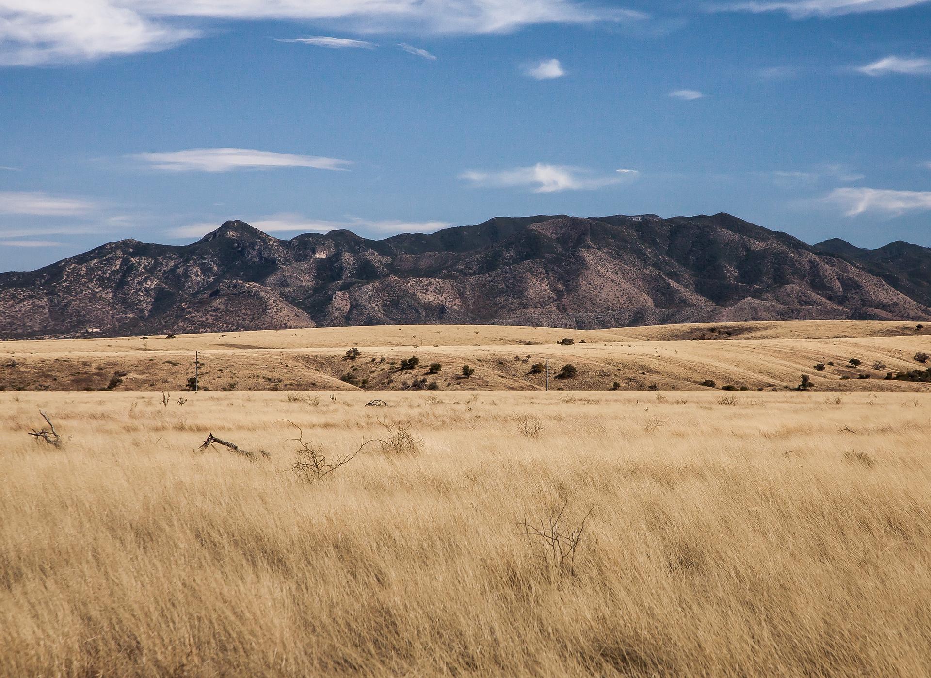 A vast field of golden dry grass with dark mountains under a bright blue sky.