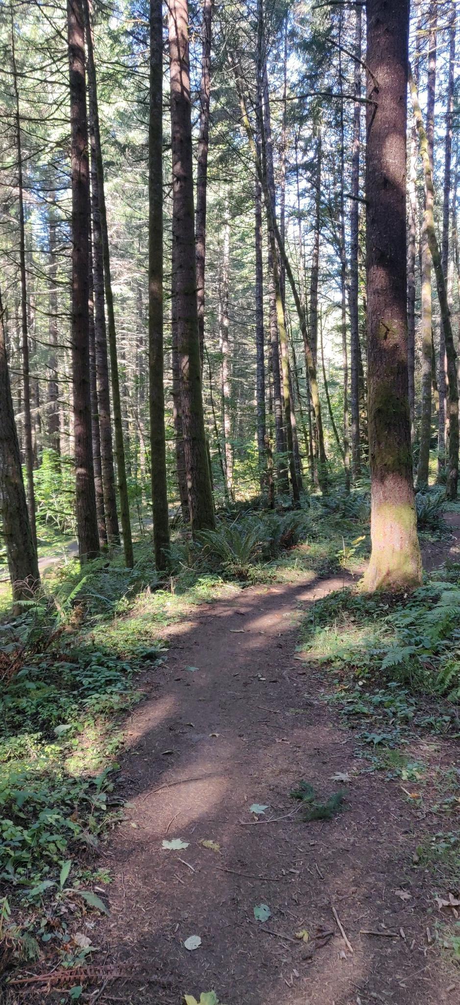 A dirt path winds through a sun-dappled forest with tall trees and ferns.