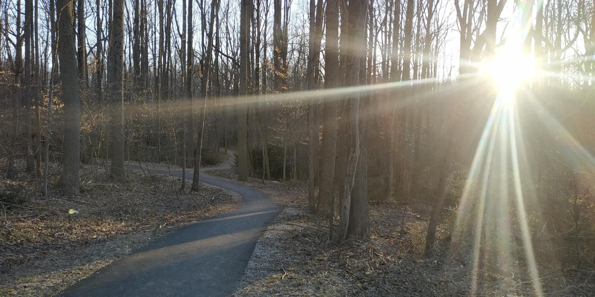Sun flares brightly over a winding paved path through a bare forest.