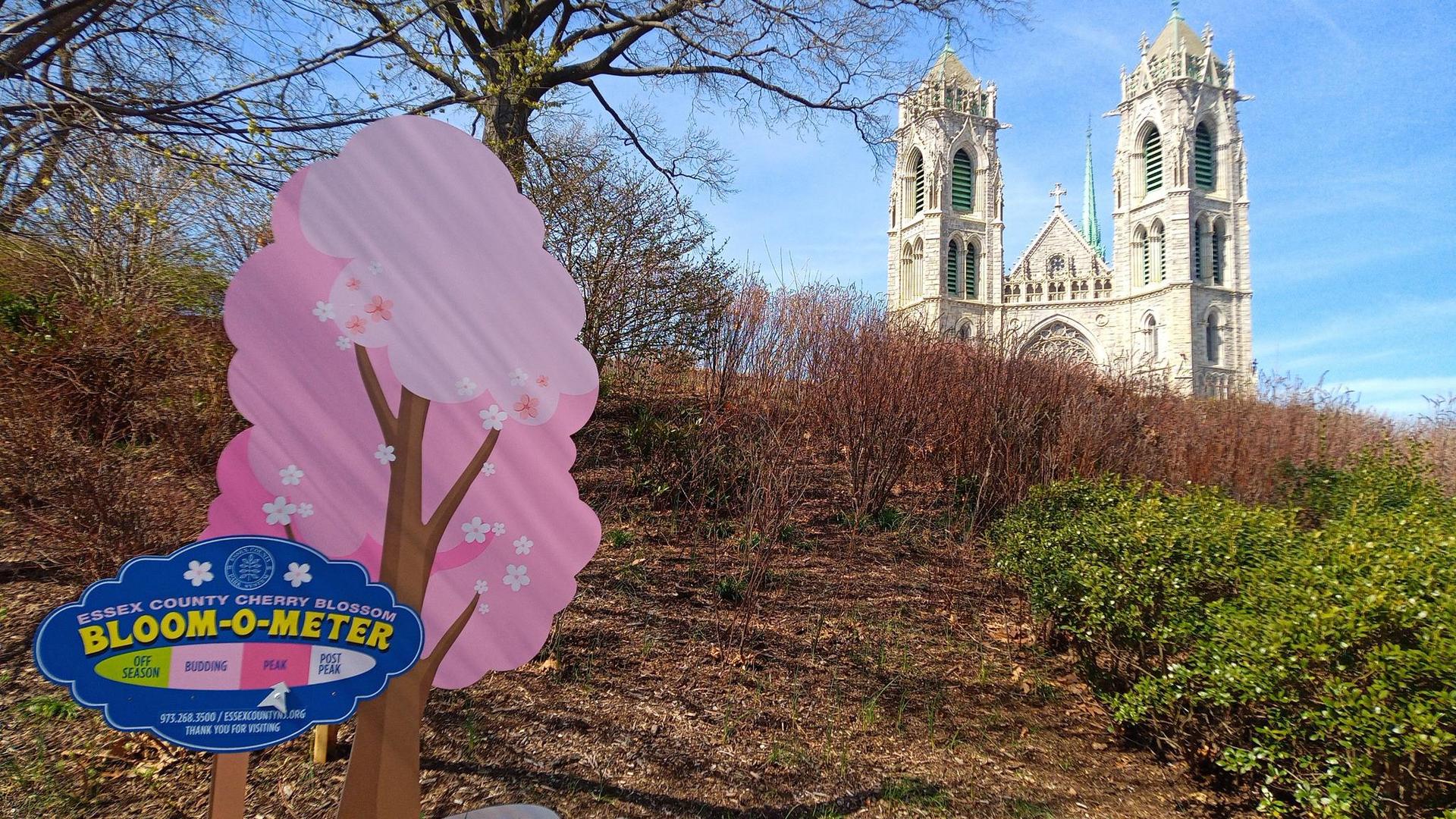 Pink cherry blossom sign on a hill, with a large stone building.