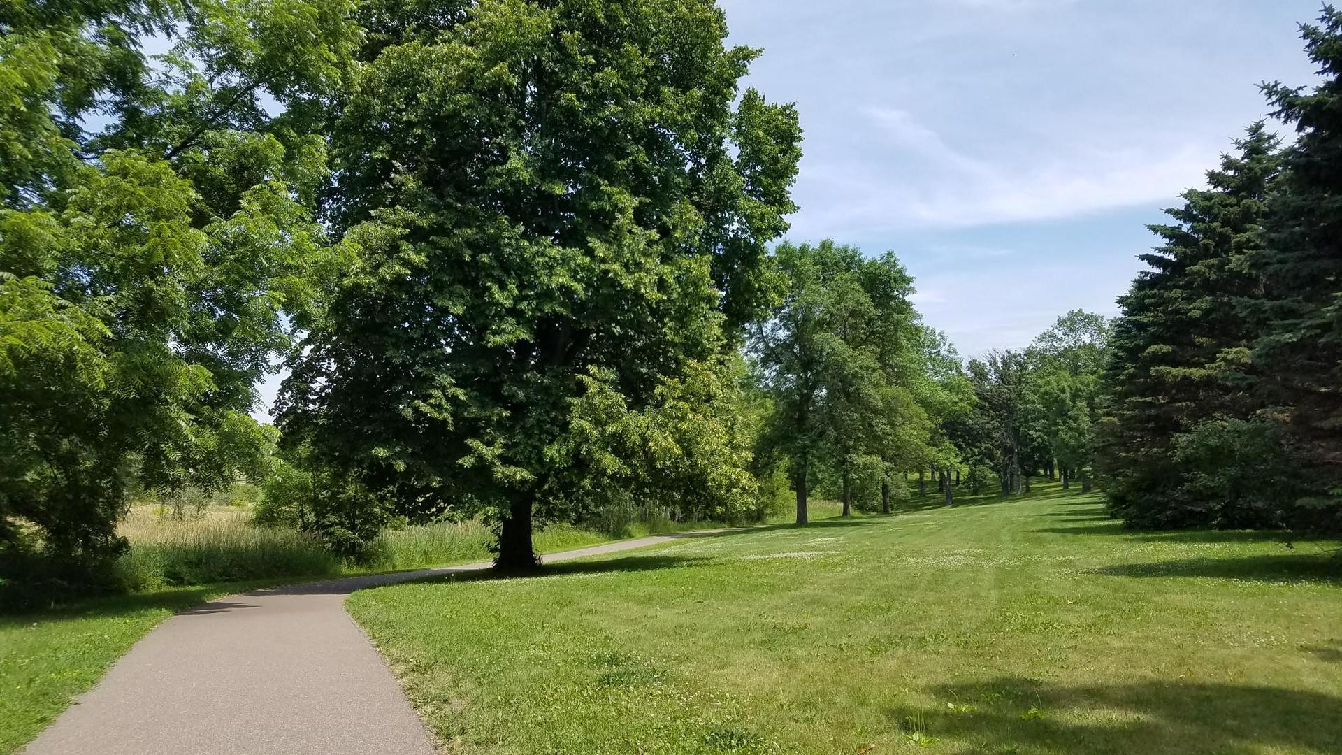 A paved path runs beside a large tree and green lawn on a sunny day.