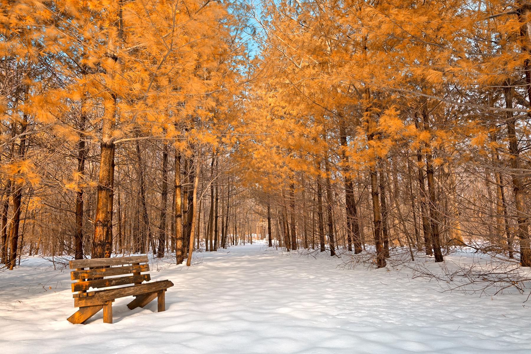 Wooden bench in a snowy forest with golden trees under bright light.