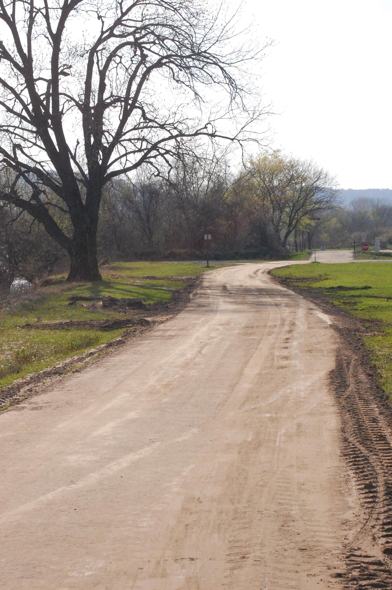 Winding dirt road next to a large bare tree and green grass.