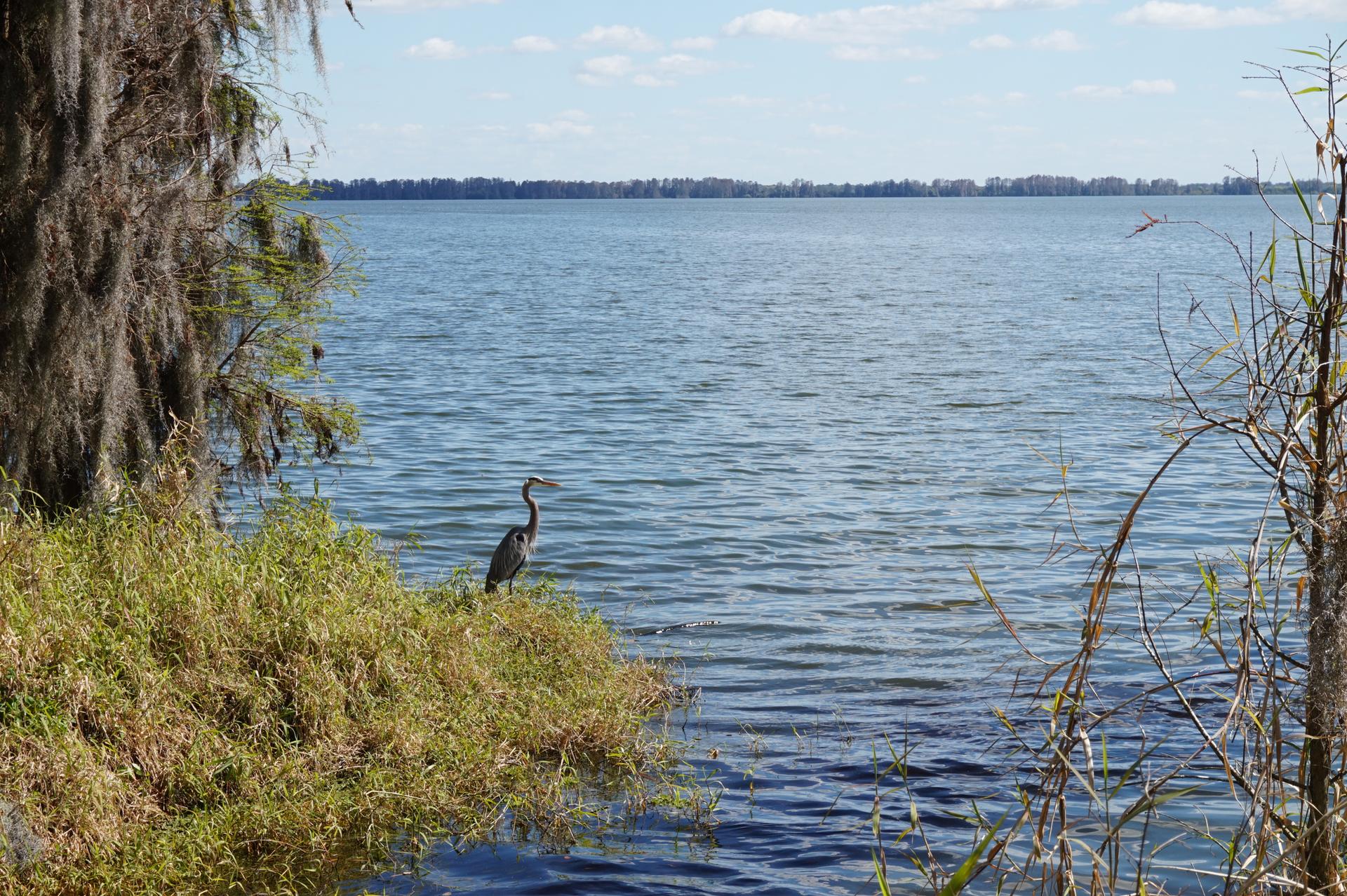 A heron stands on a grassy bank next to a wide lake on a sunny day.