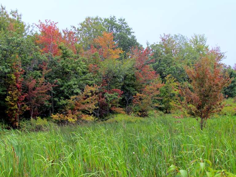 Boucle de la zone de gestion de la faune des marais d'Ausable via