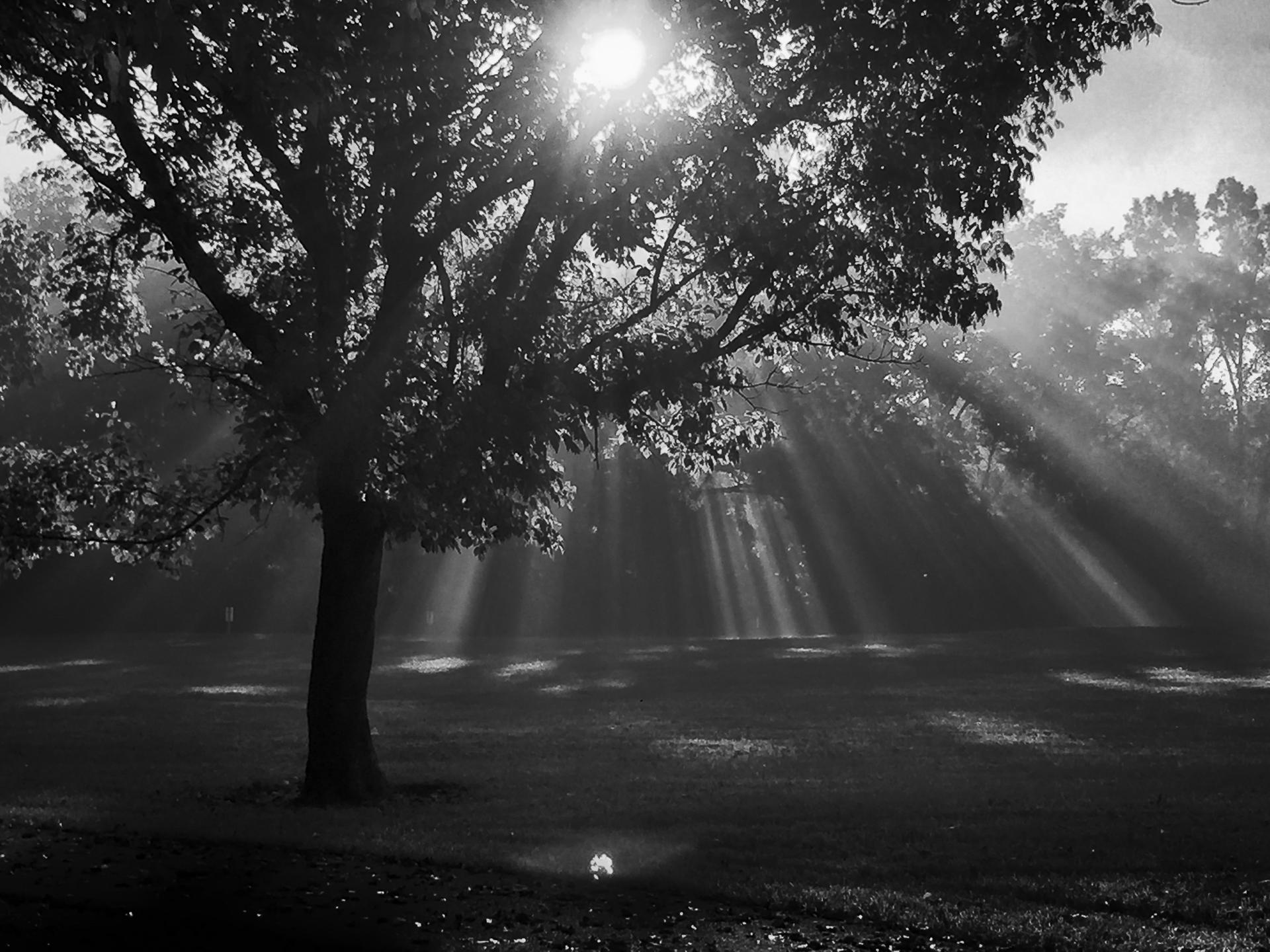 Black and white image of sun rays through mist behind a large tree.