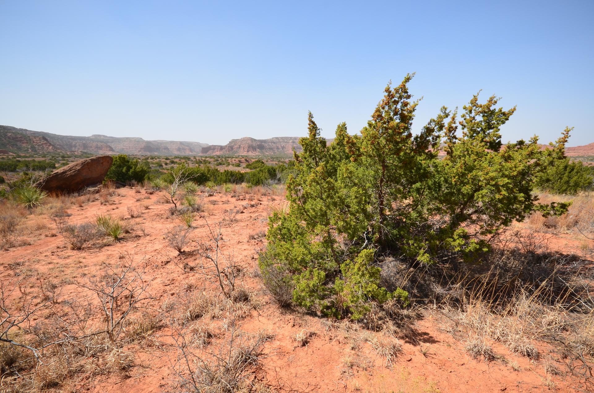 A green shrub in a vast, sunny, red desert landscape with distant mesas.