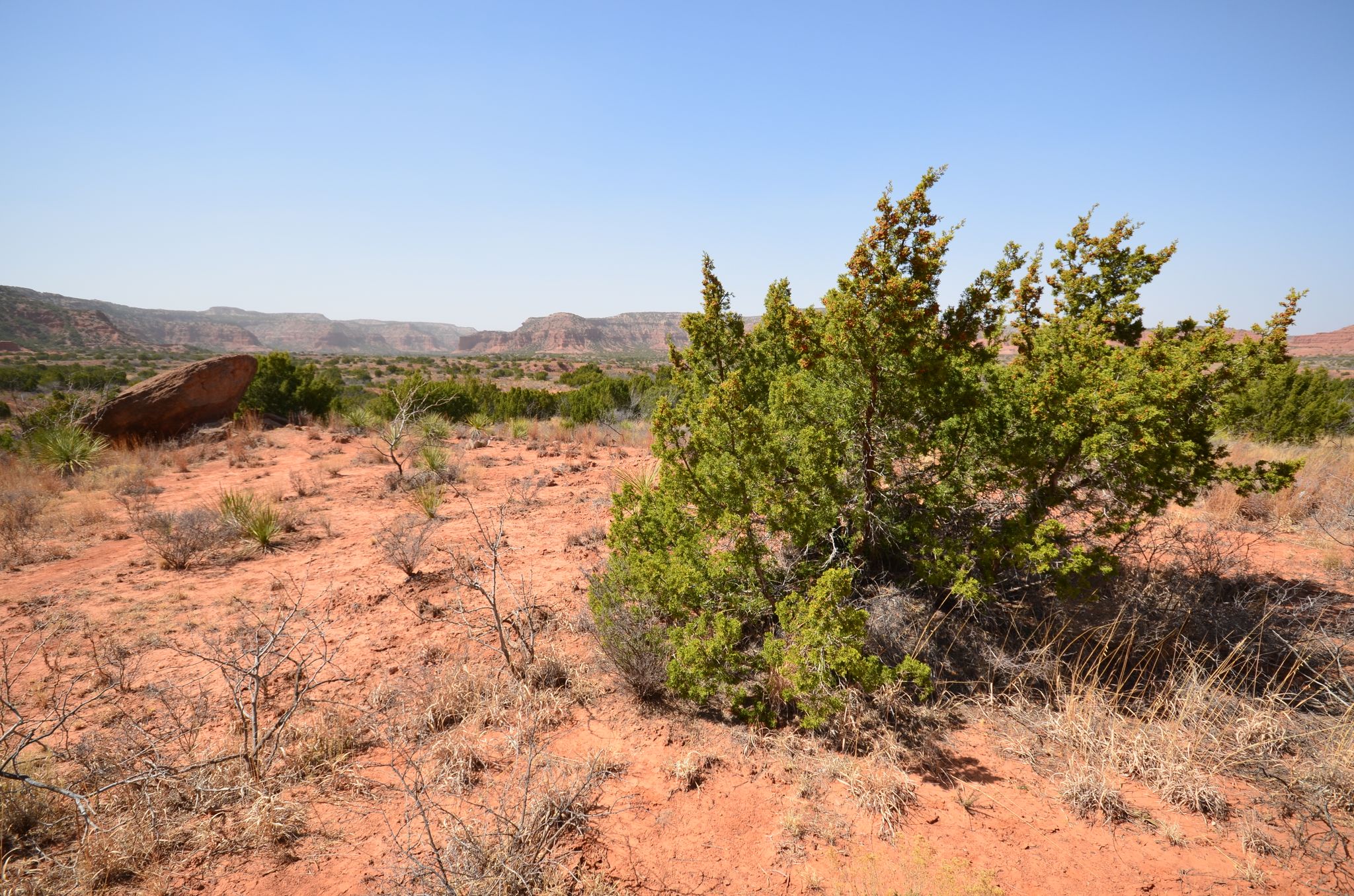A green shrub in a vast, sunny, red desert landscape with distant mesas. - Trail J - Eagle Point Trail