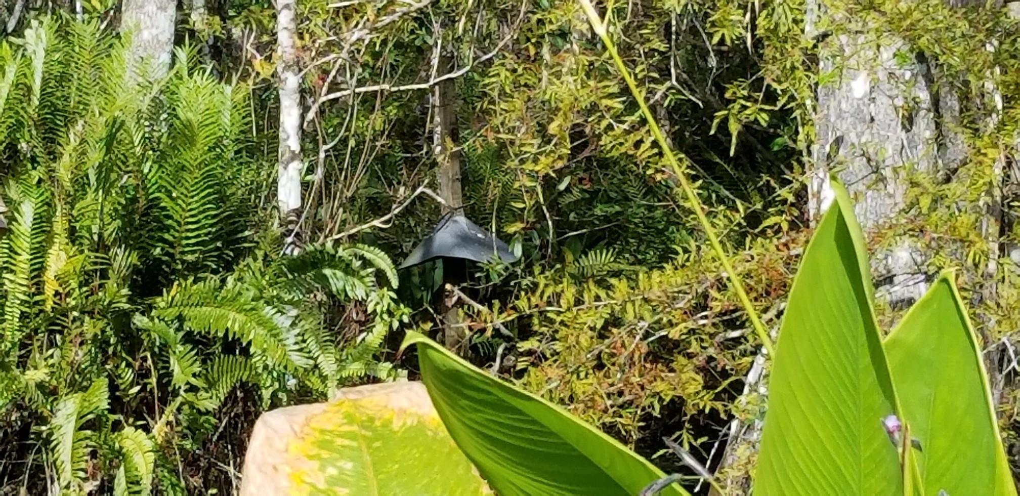 Dense green foliage with large leaves and a dark object in the background.