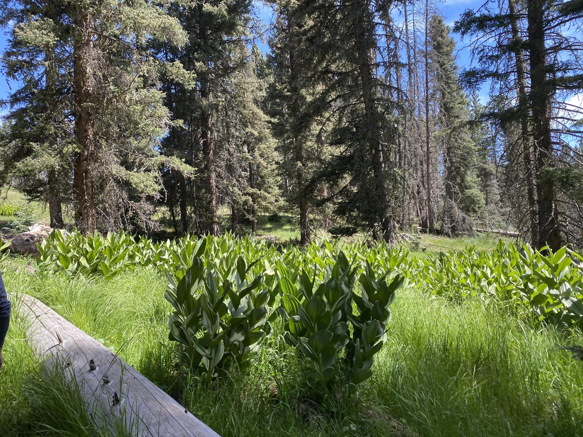 Lush green forest floor with tall trees and a fallen log in bright sunlight.