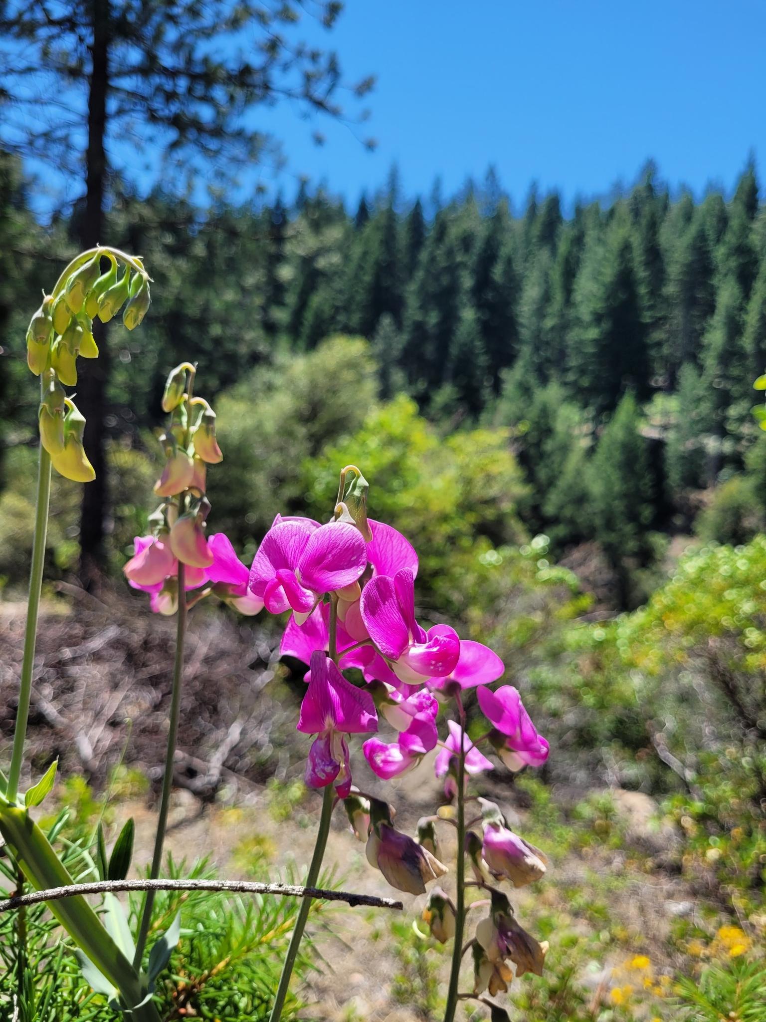 Vibrant pink wildflowers in foreground with blurred green forest under blue sky.