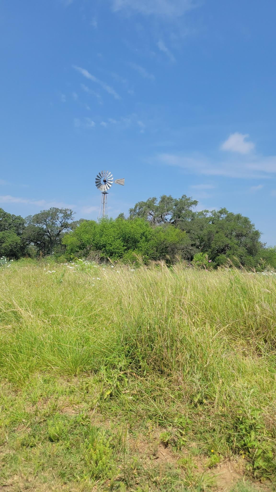 A windmill stands in a tall grassy field under a bright blue sky.