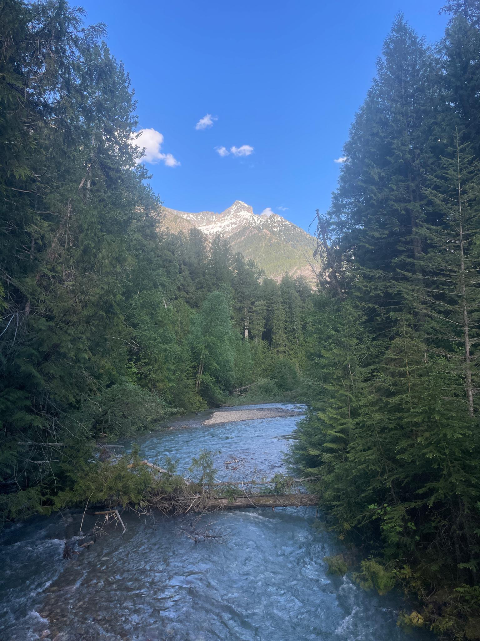 Clear river flows through dense forest towards a snow-capped mountain under blue sky.