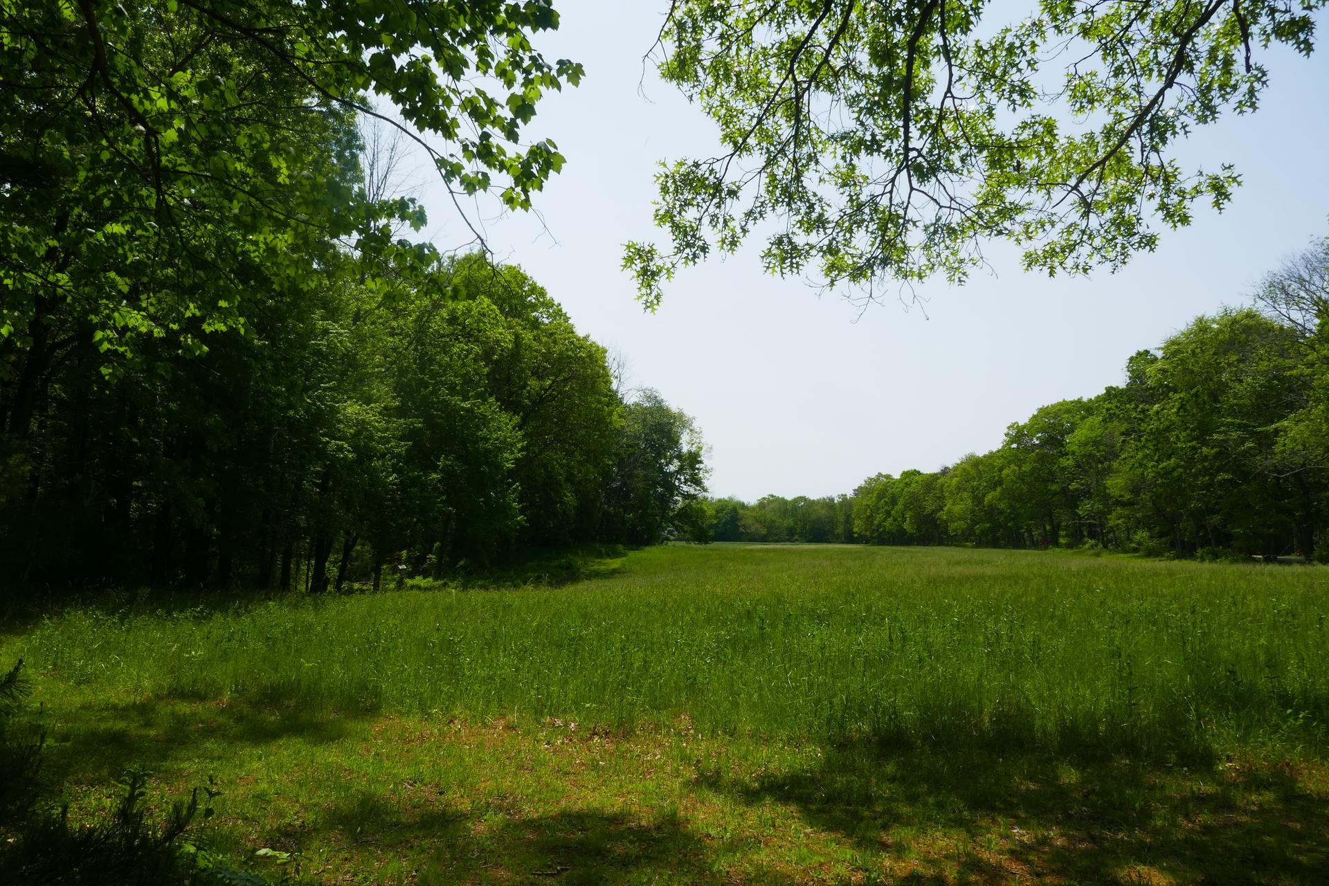Expansive green field bordered by lush trees under a bright sky.
