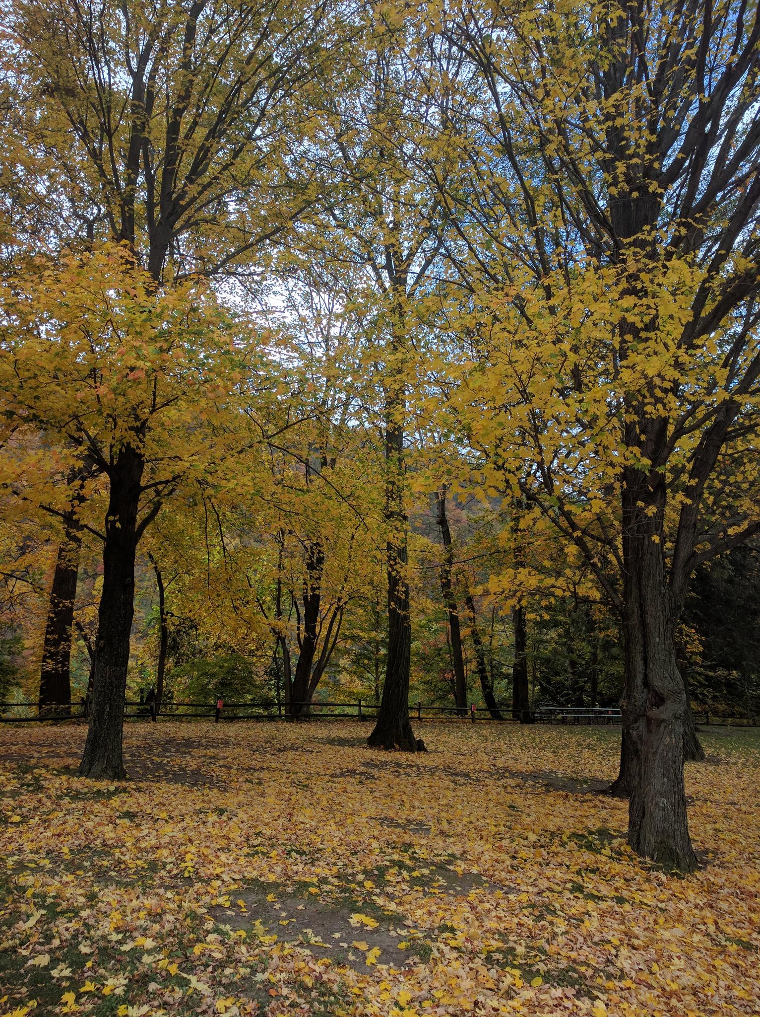 Golden autumn leaves cover trees and the forest floor on an overcast day.