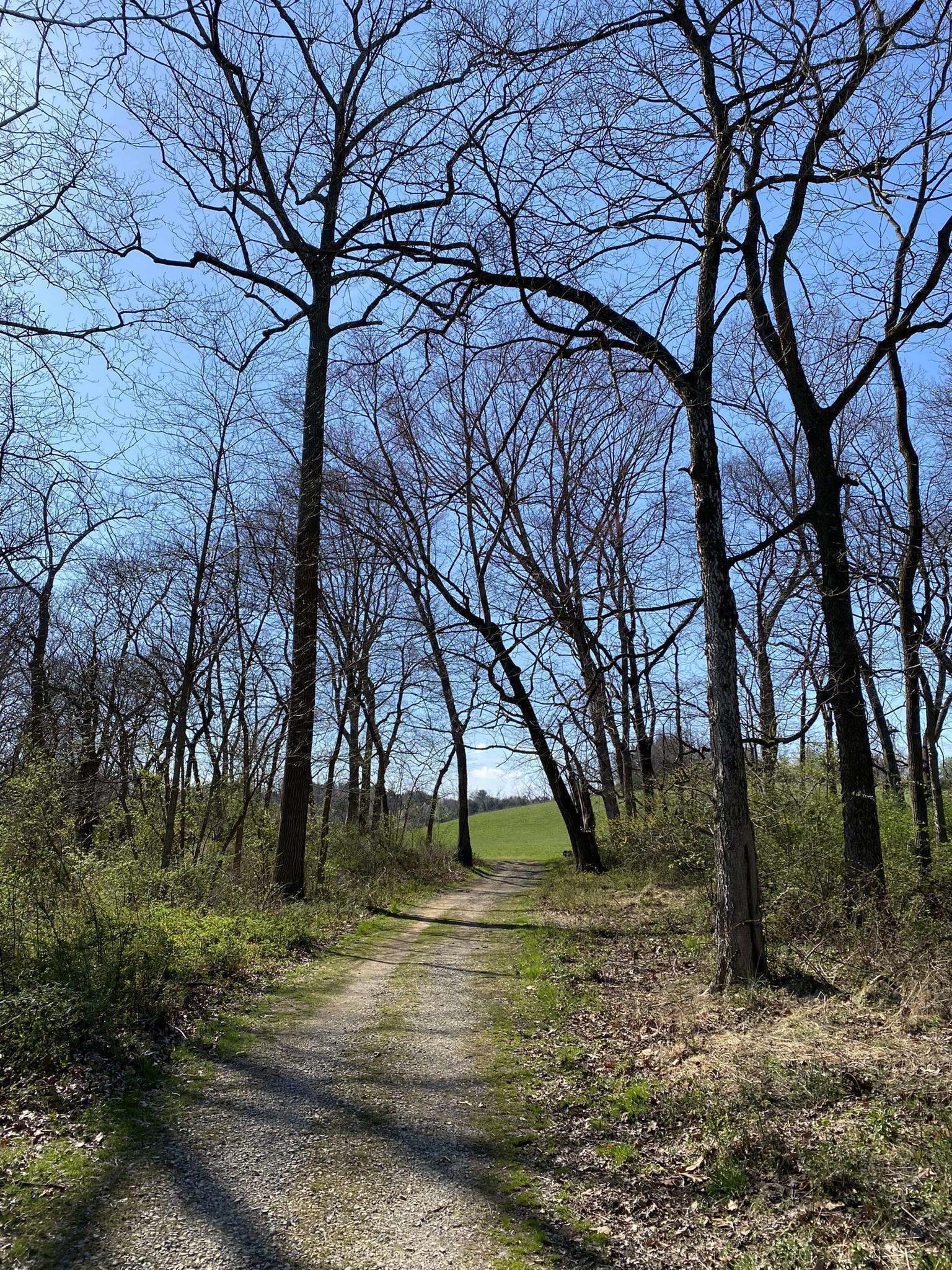A dirt path winding through a forest of tall, bare trees towards a green field.