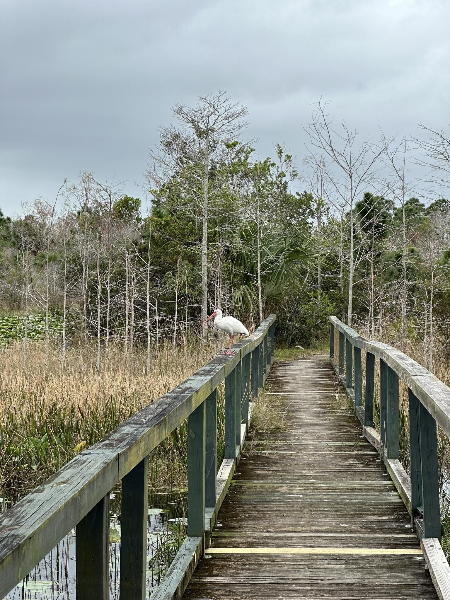 White bird perched on a wooden boardwalk railing in a marsh. - Hog Hammock, Promontory, and Eagle Trail Loop