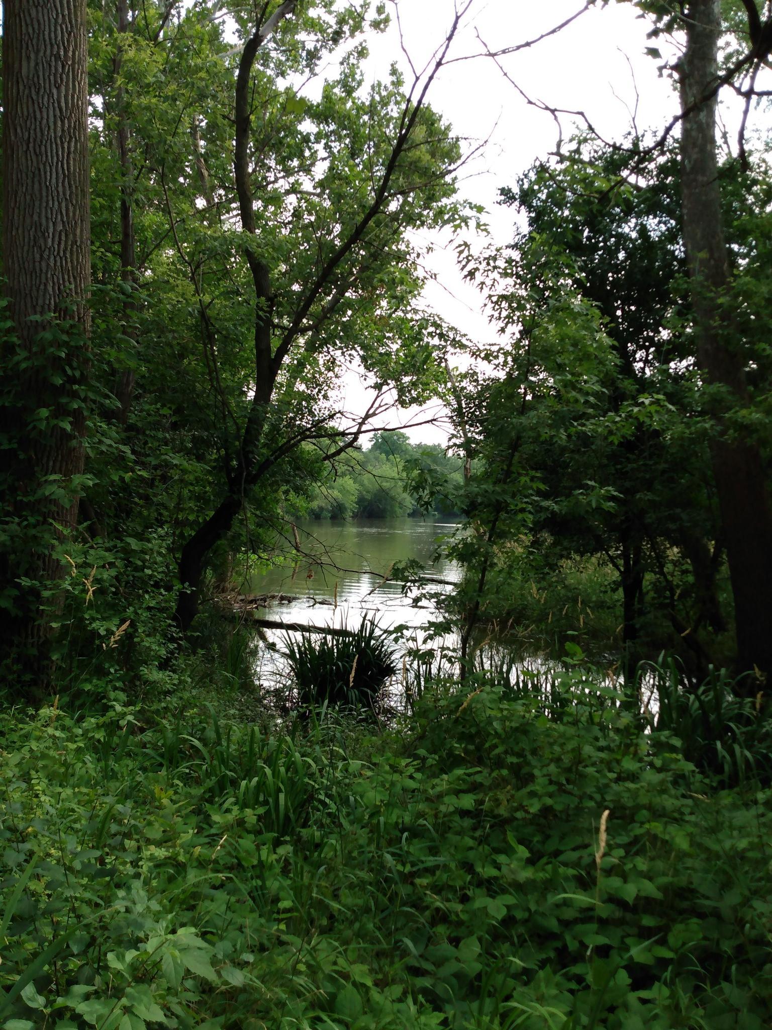 A calm river or lake seen through dense green forest foliage.