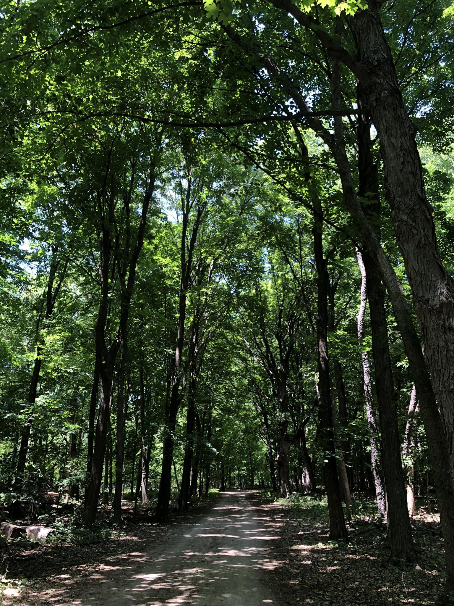 Shaded dirt path through a lush green forest with dappled sunlight.