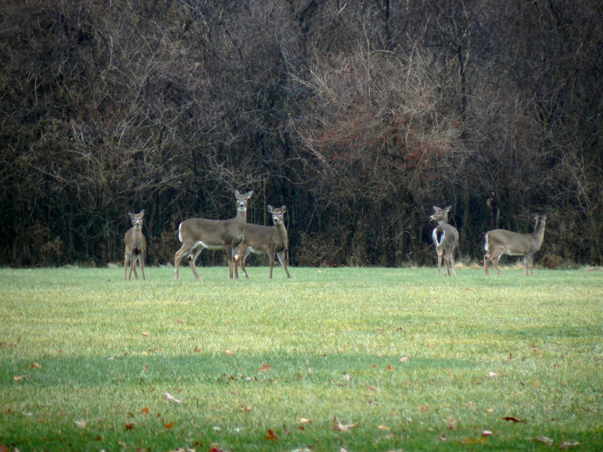 Five deer stand in a green field before dark woods.