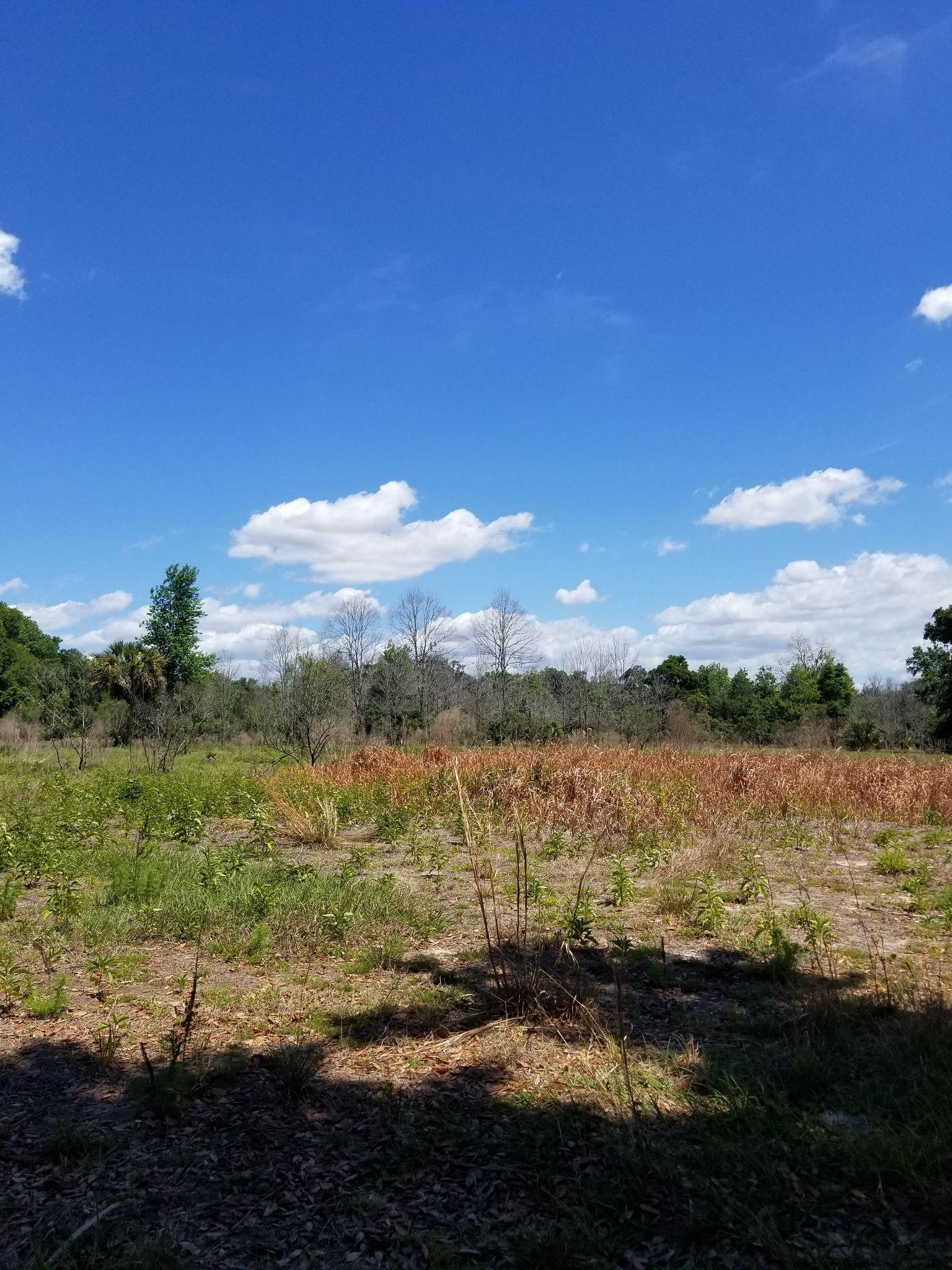 Sunny field with green and brown vegetation under a bright blue sky.